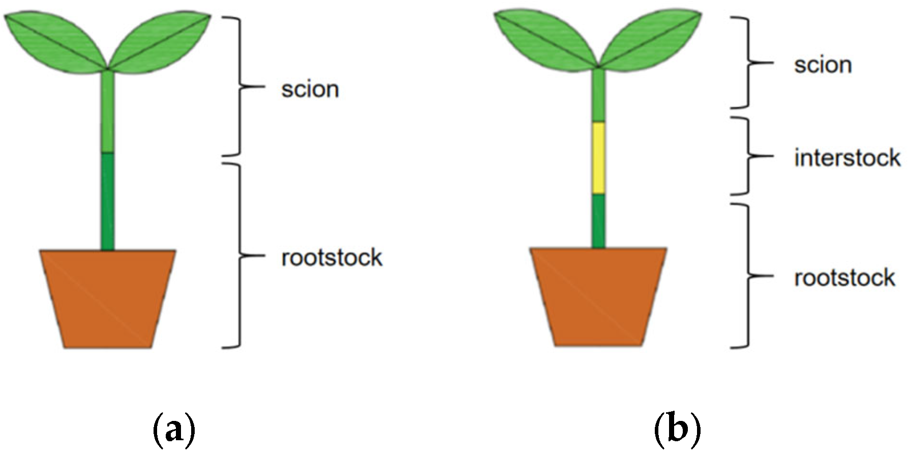 Horticulturae 11 00366 g001 Horticulturae 11 00366 g001