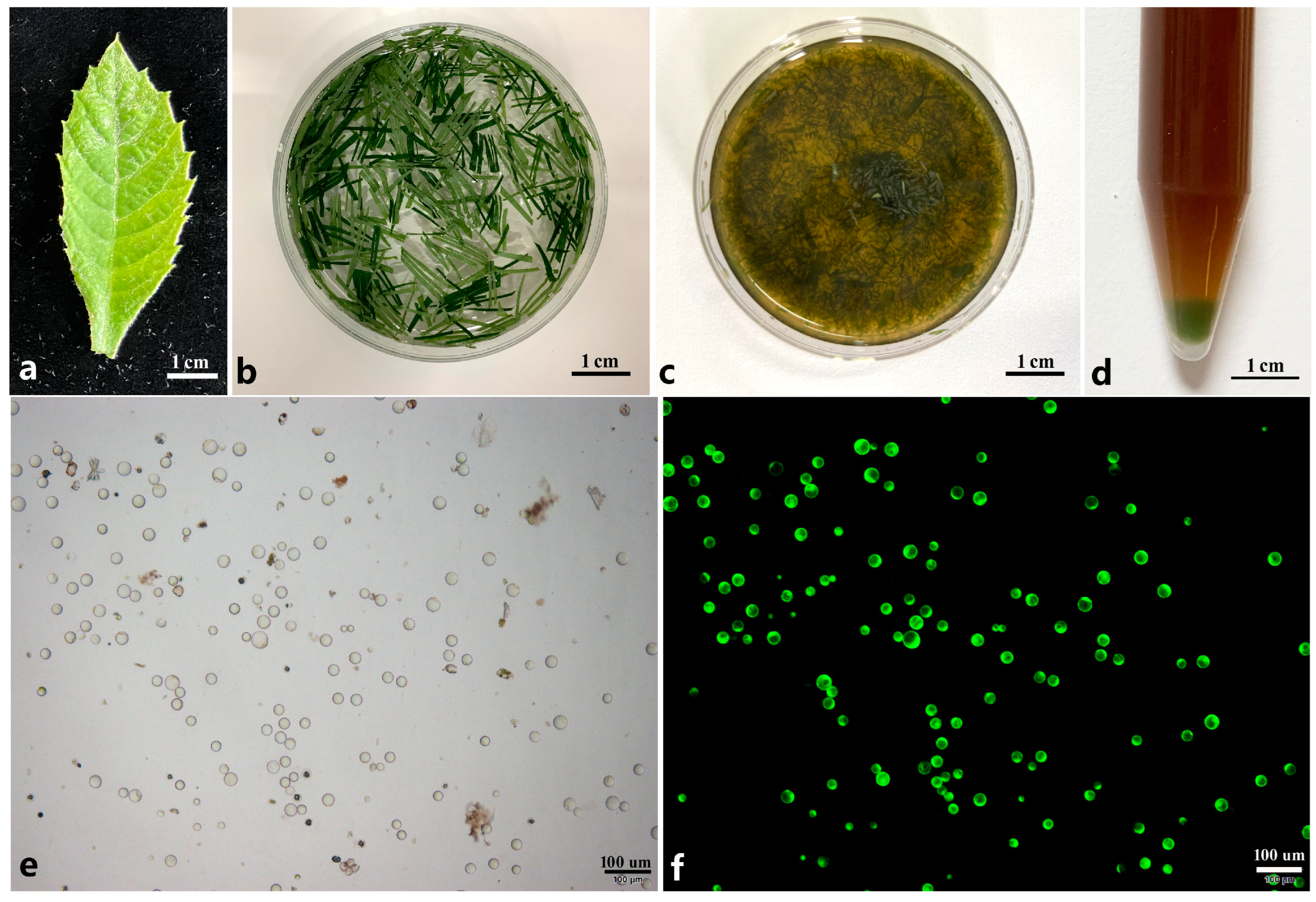 Horticulturae 11 00391 g001