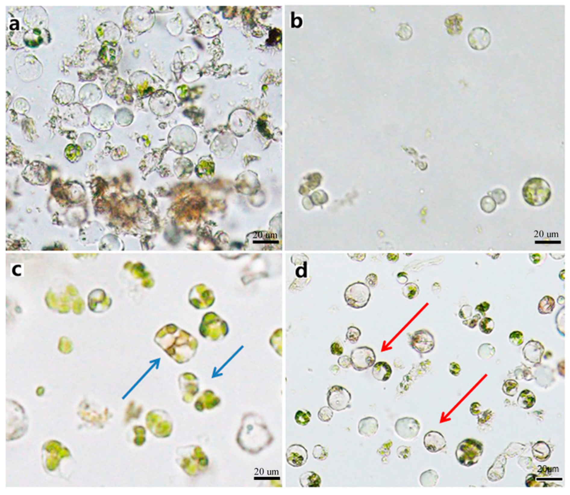 Horticulturae 11 00391 g005