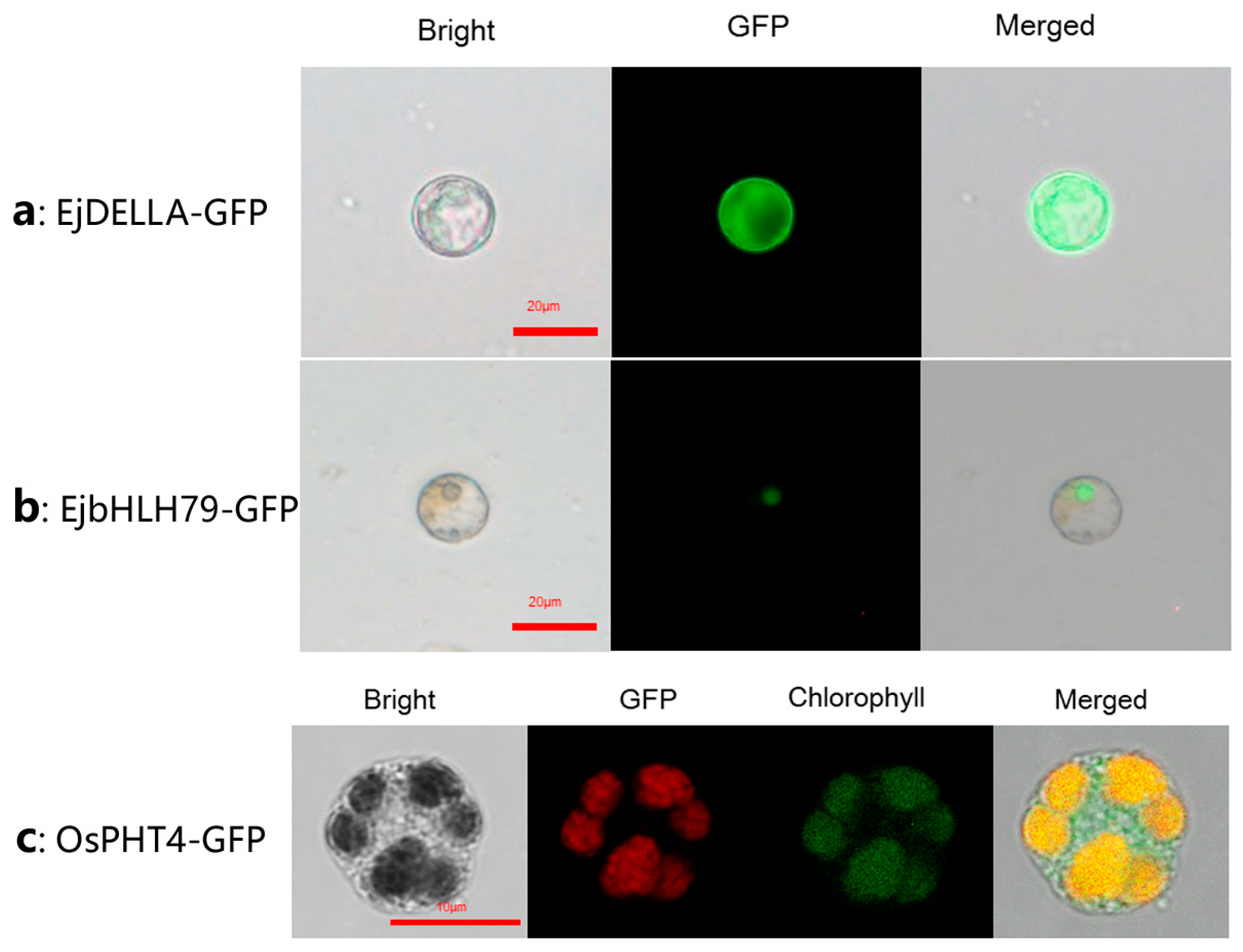 Horticulturae 11 00391 g008