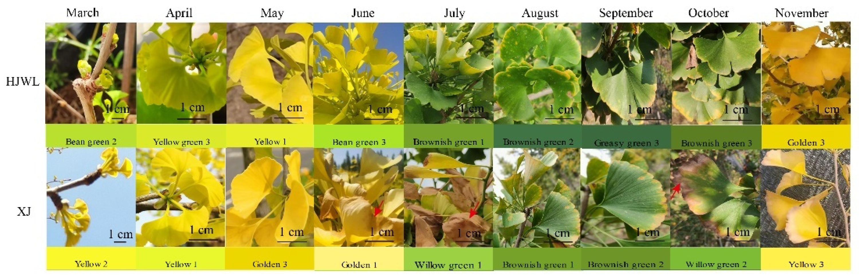 Horticulturae 11 00395 g001