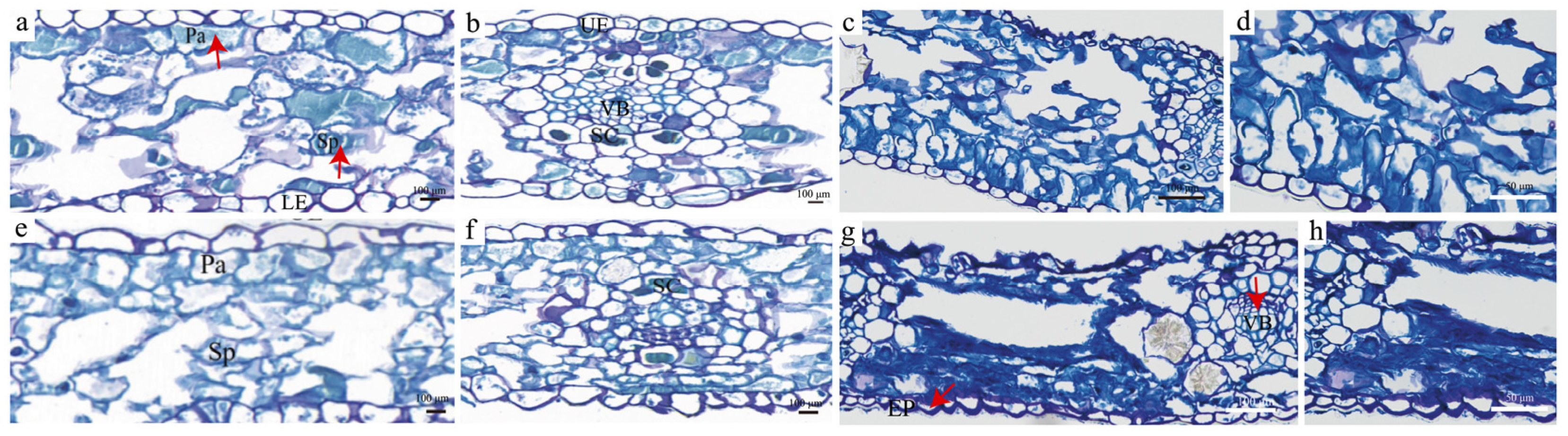 Horticulturae 11 00395 g004