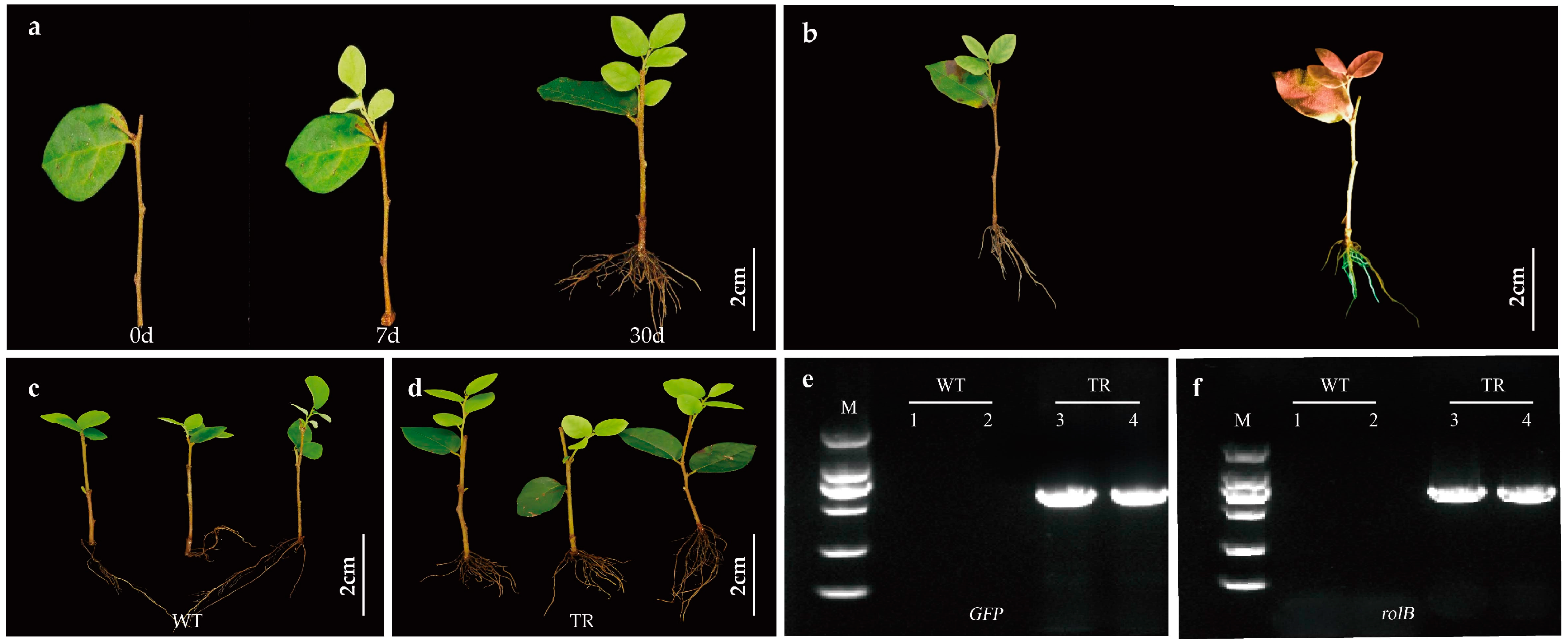 Horticulturae 11 00404 g002