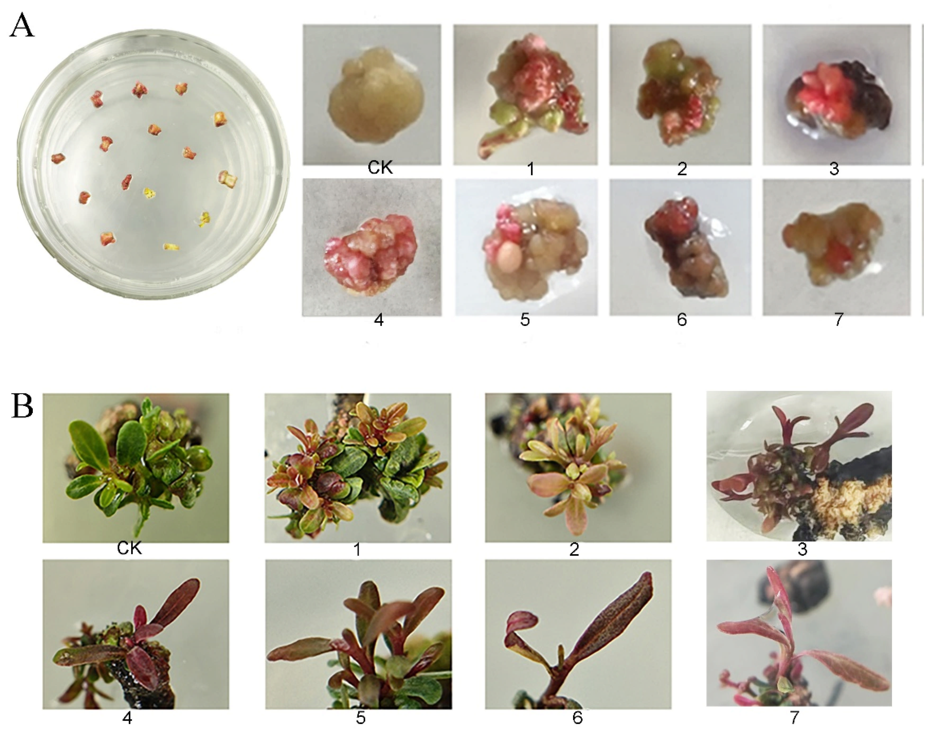 Horticulturae 11 00406 g005