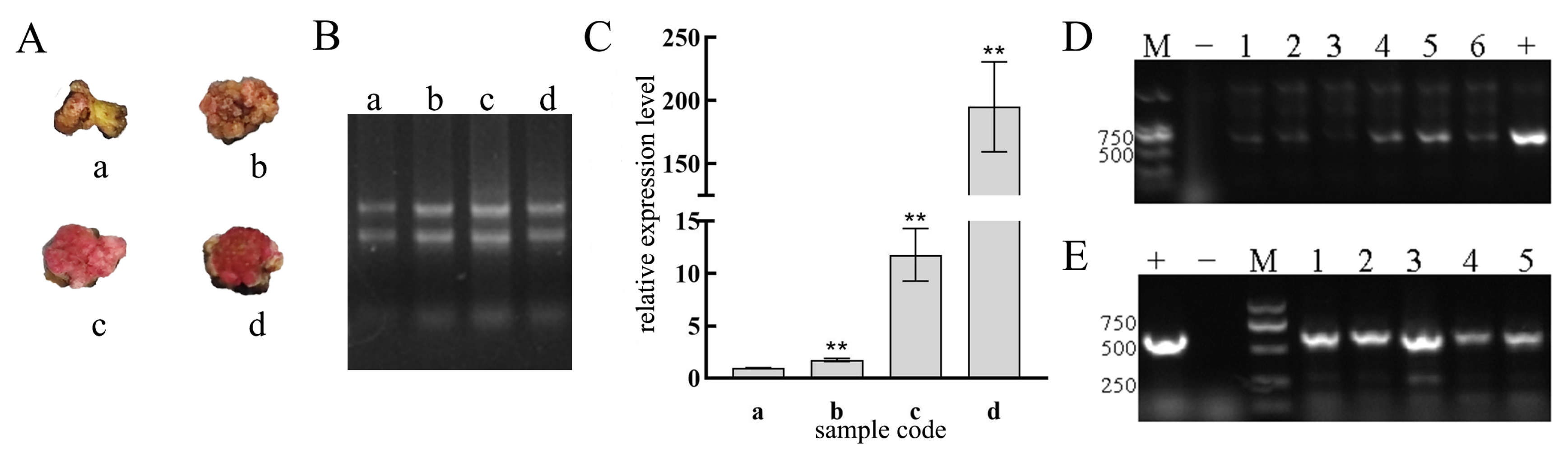 Horticulturae 11 00406 g006