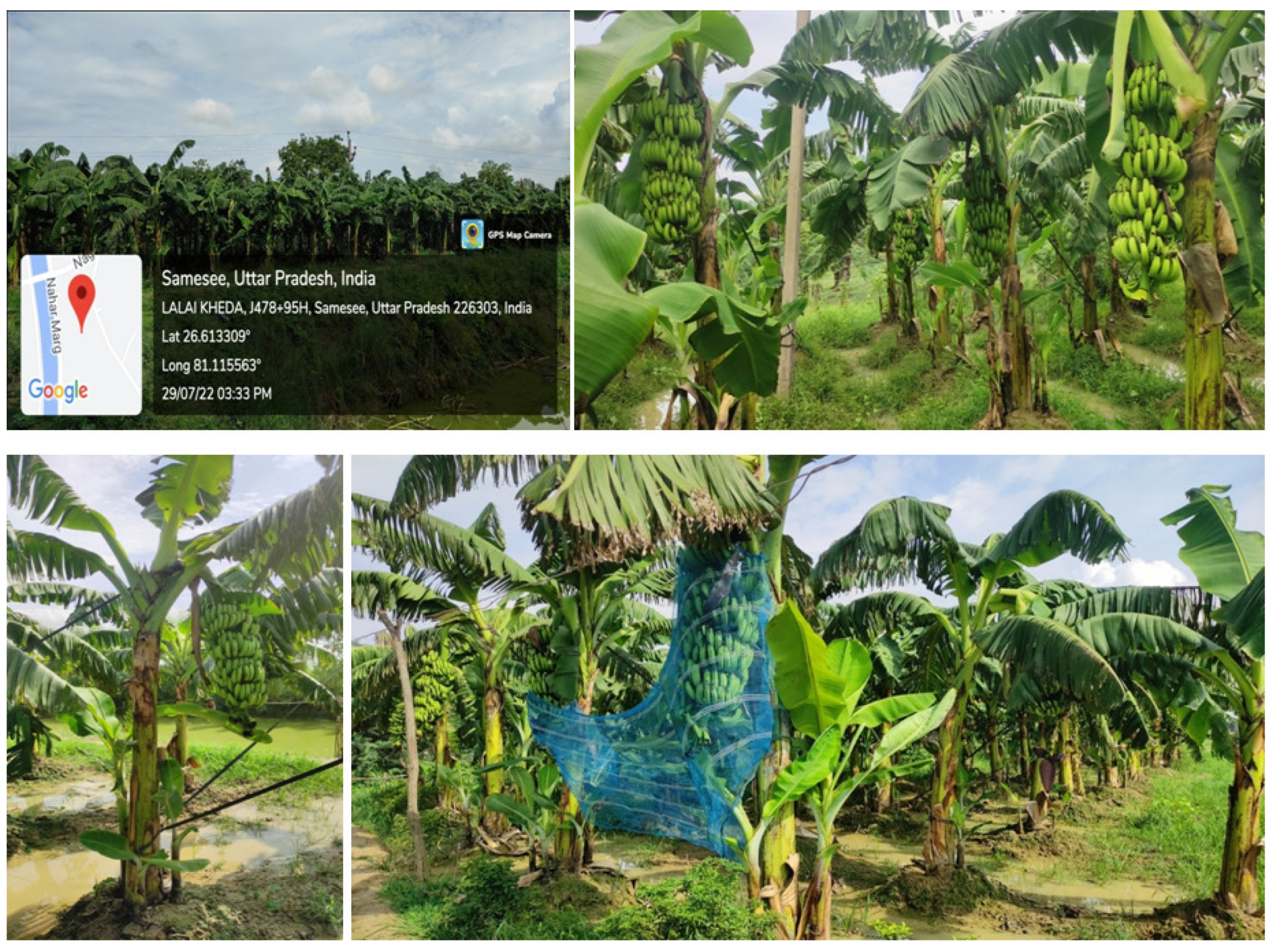 Horticulturae 11 00416 g001