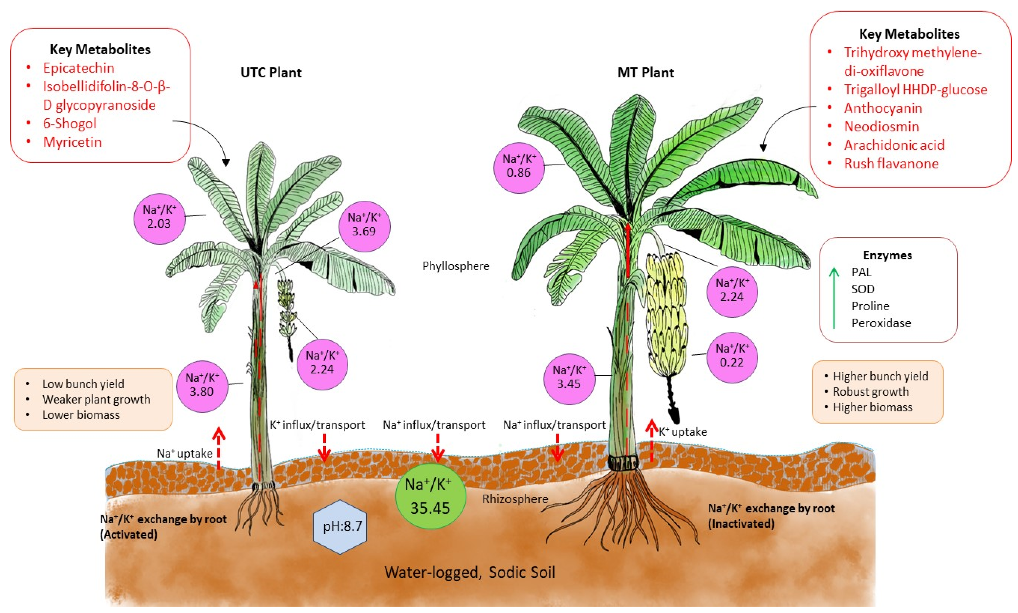 Horticulturae 11 00416 g006