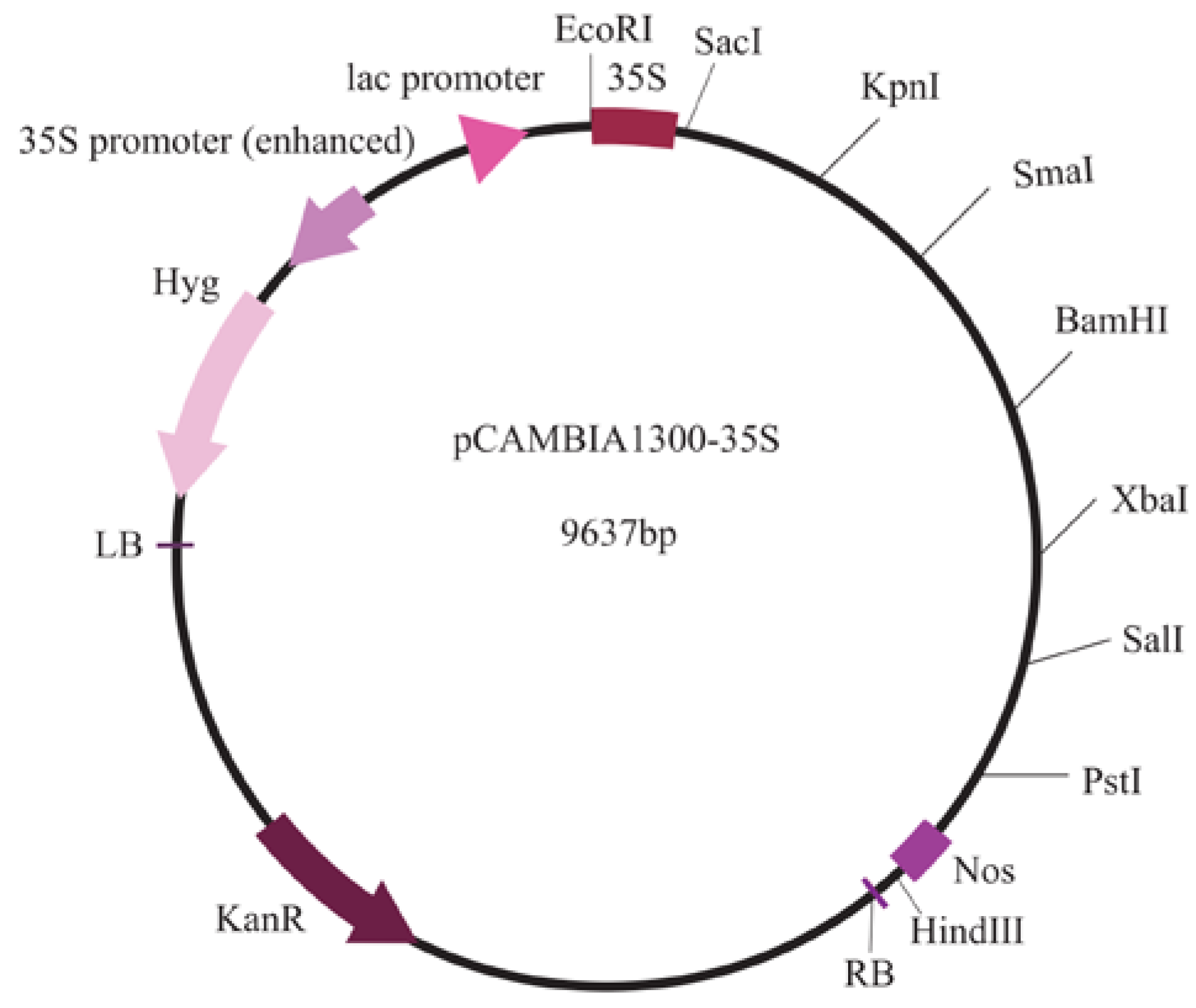 Horticulturae 11 00417 g001