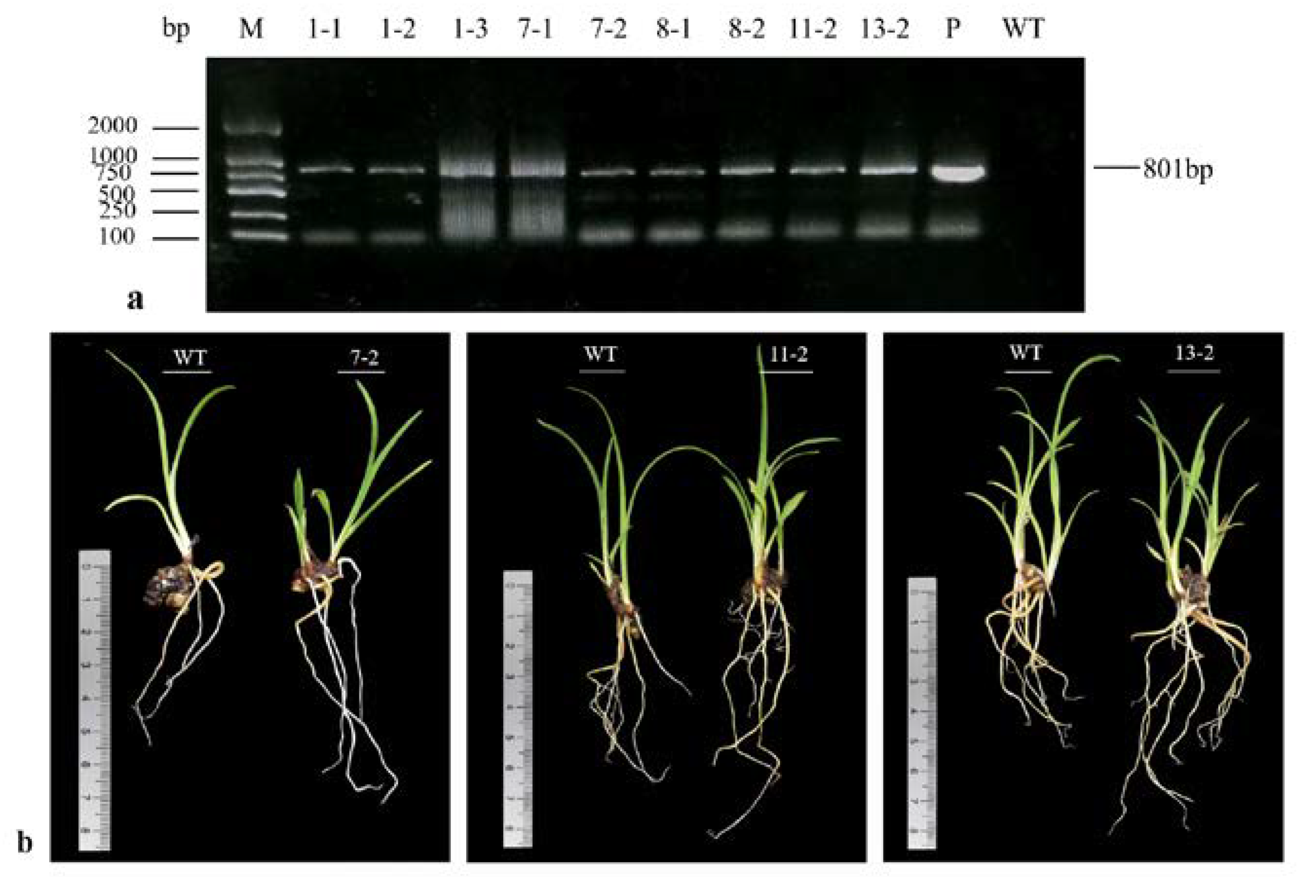 Horticulturae 11 00417 g005
