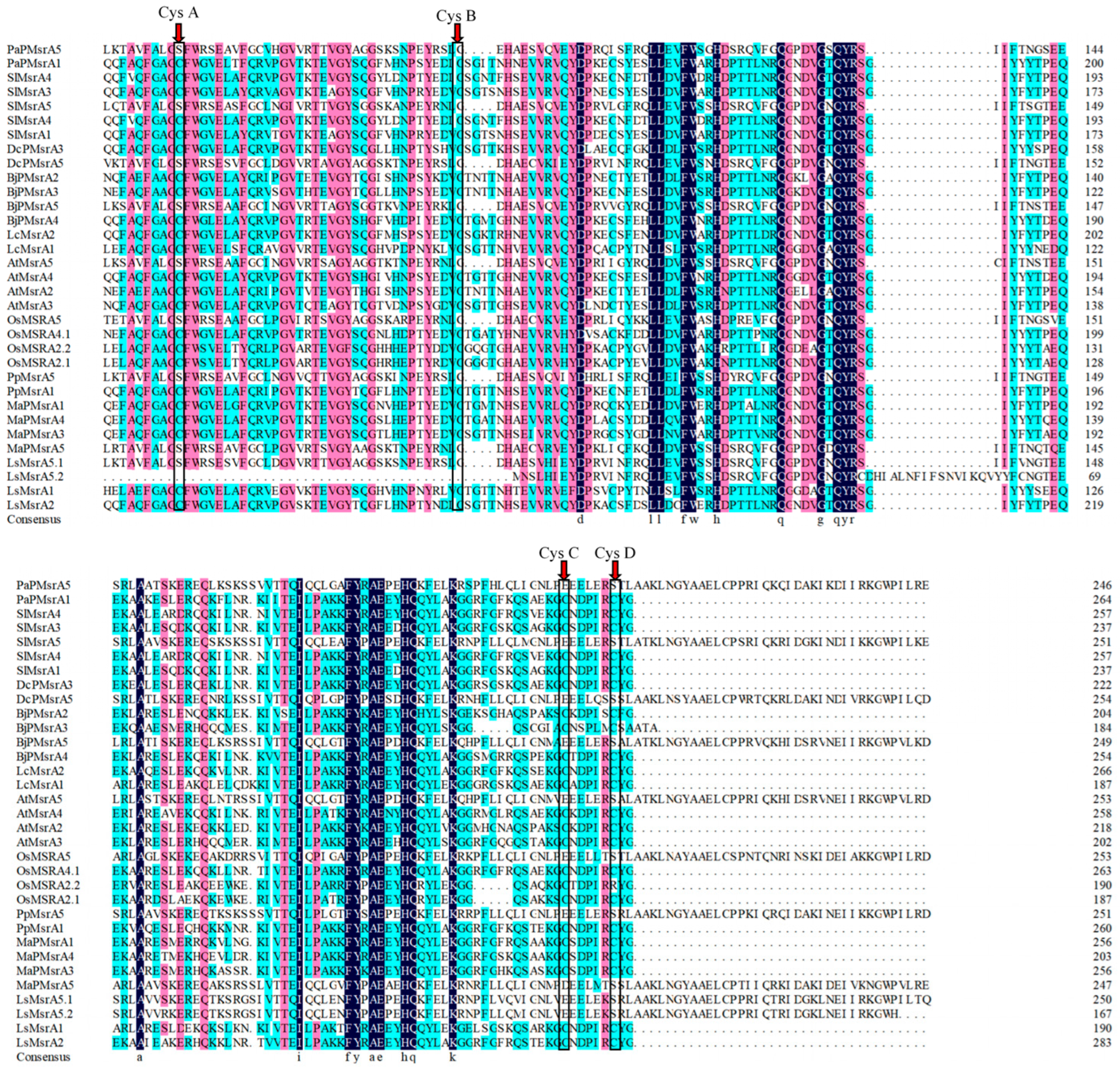 Horticulturae 11 00422 g001