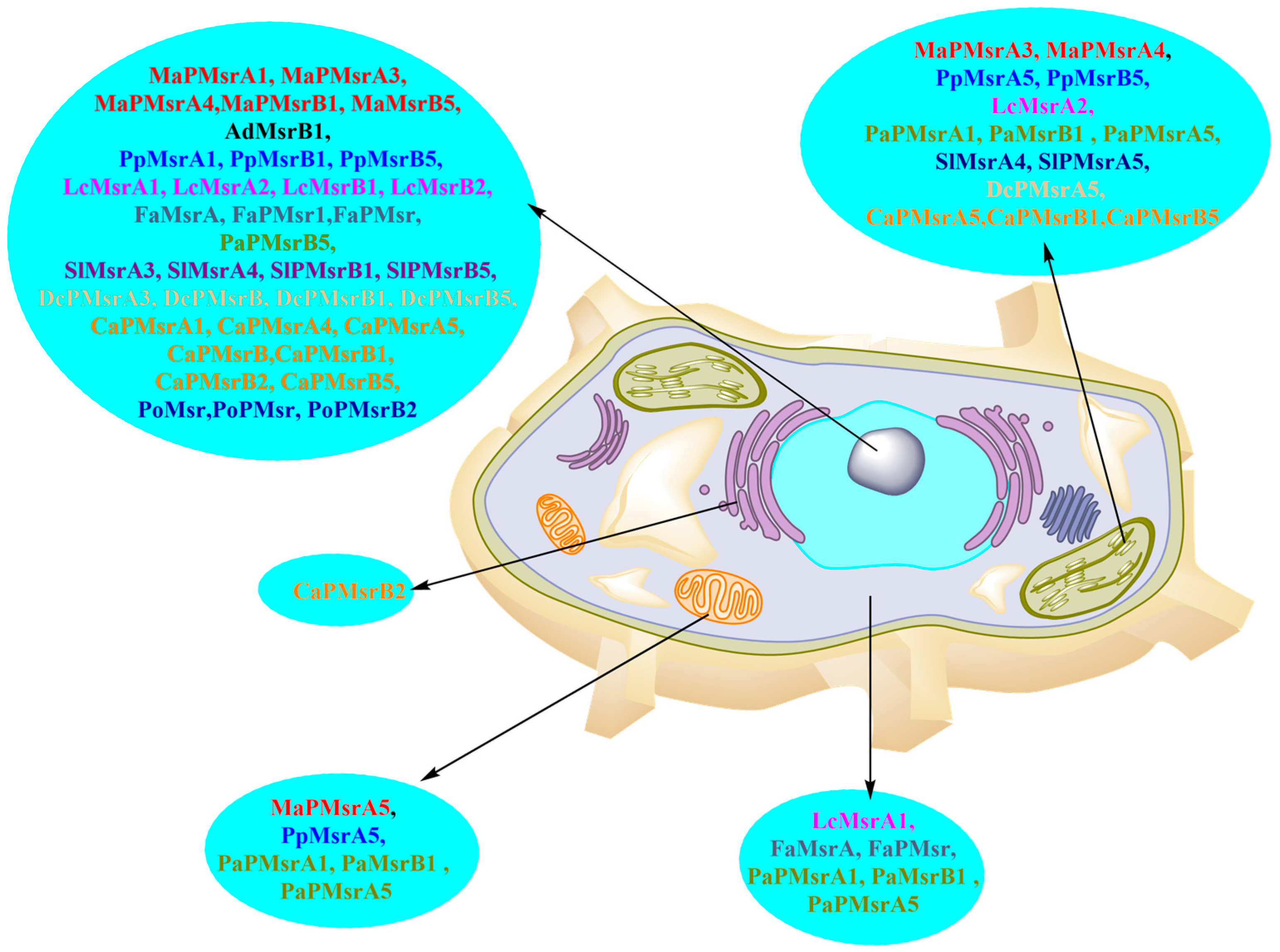 Horticulturae 11 00422 g004