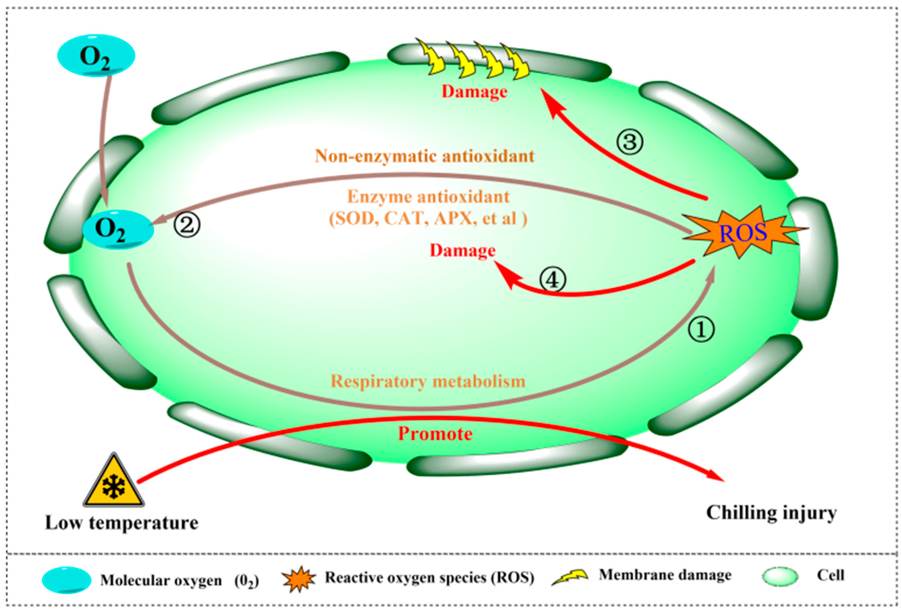 Horticulturae 11 00422 g006
