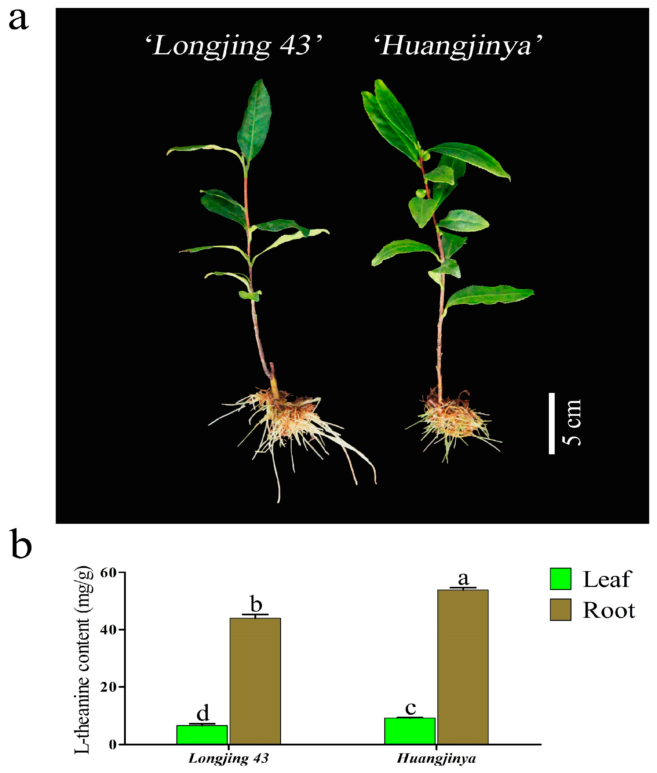 Horticulturae 11 00444 g001