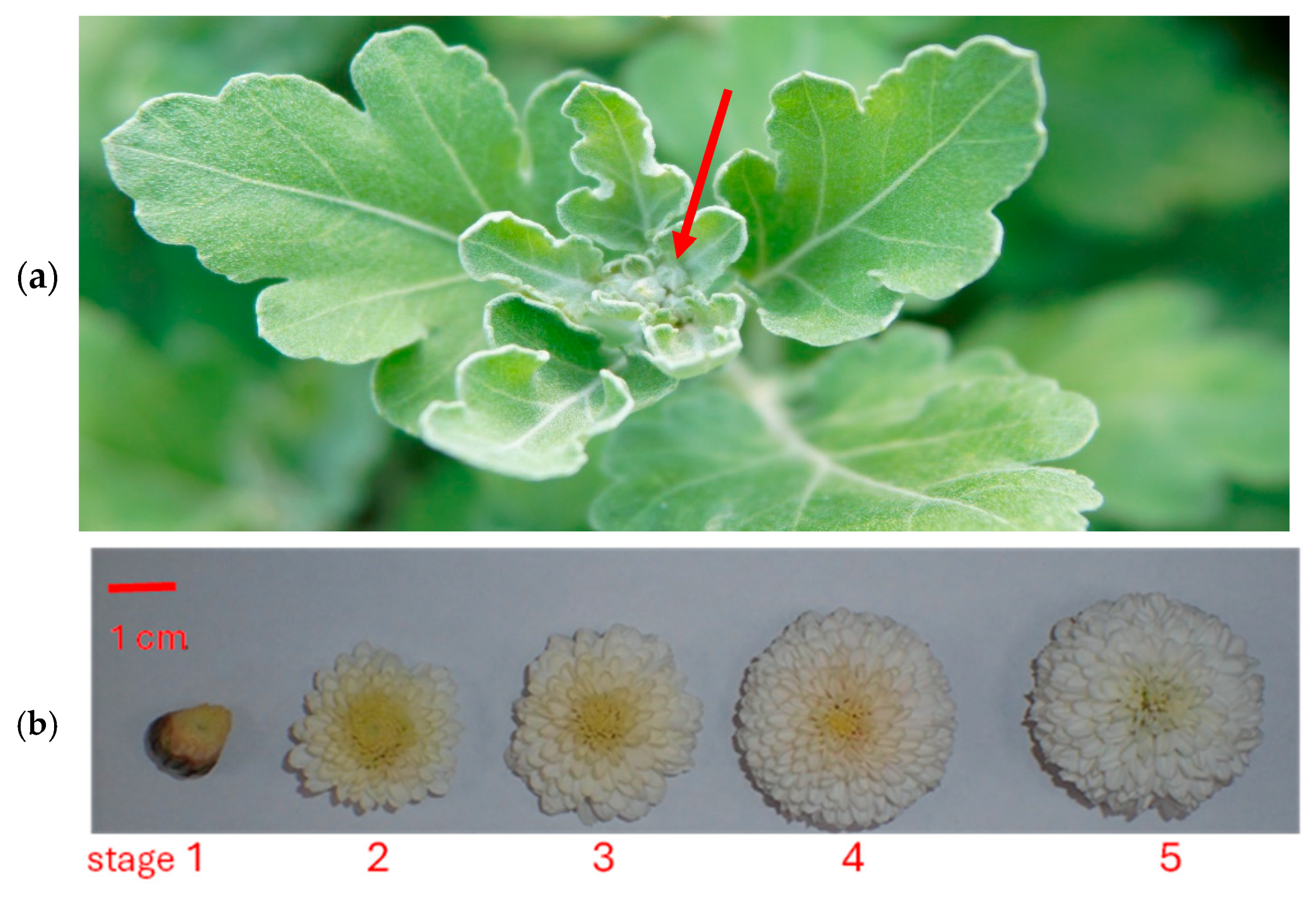 Horticulturae 11 00448 g001