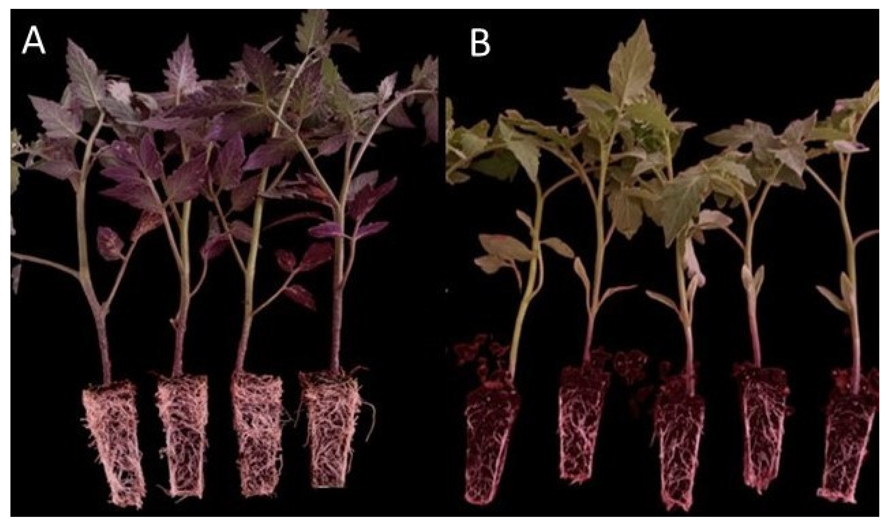 Horticulturae 11 00454 g002