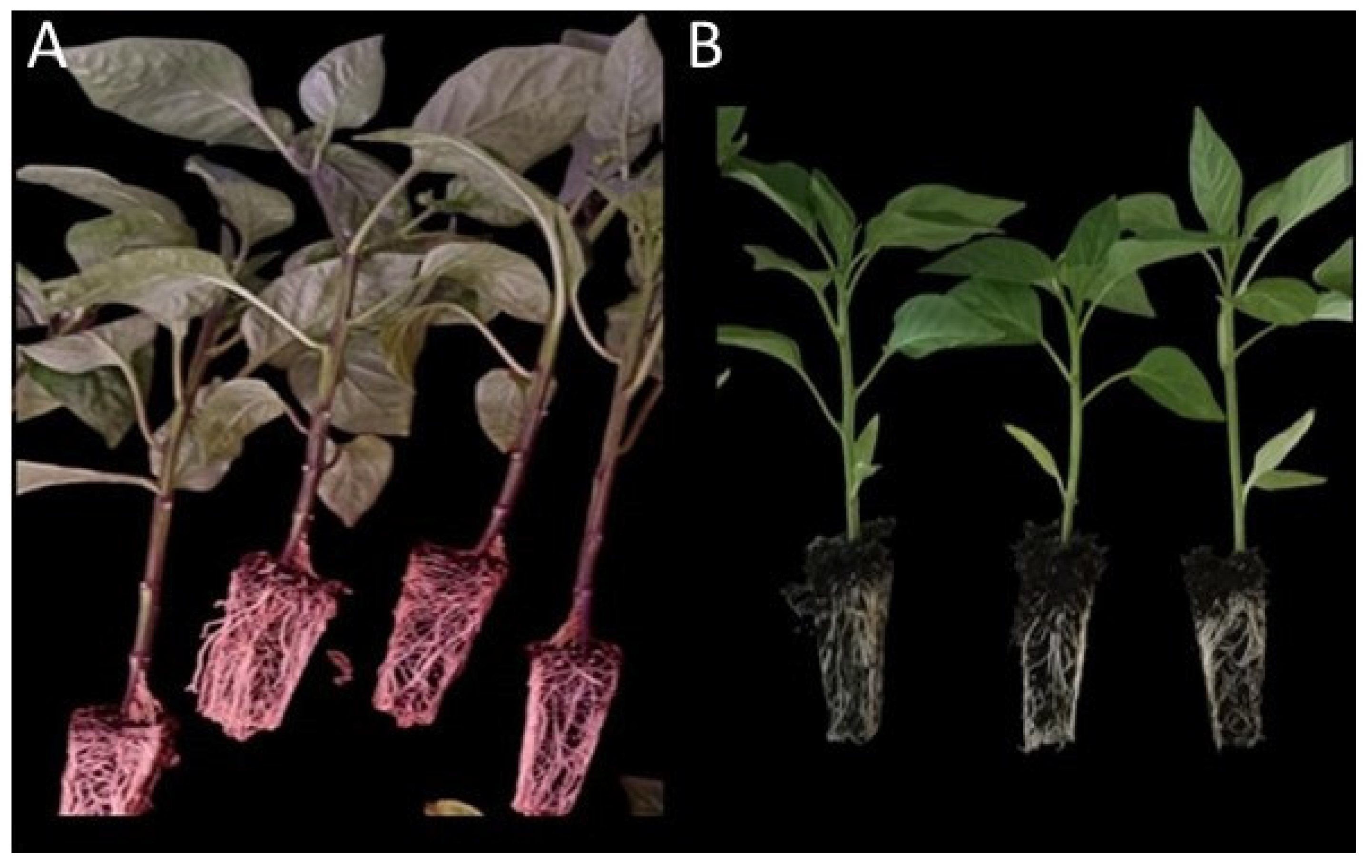Horticulturae 11 00454 g003