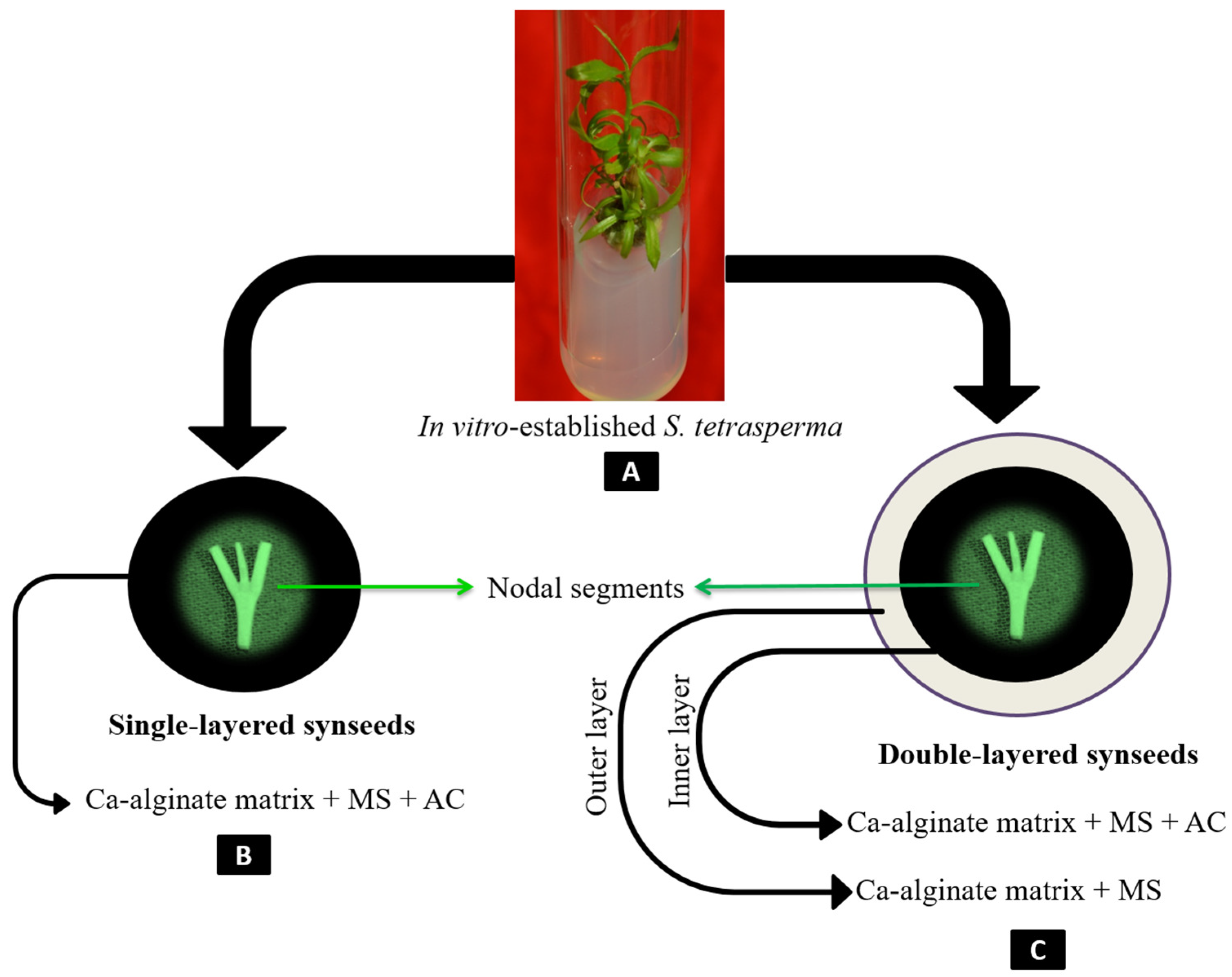 Horticulturae 11 00486 g001