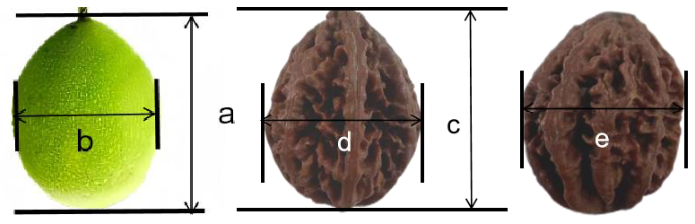 Horticulturae 11 00495 g002 Horticulturae 11 00495 g002