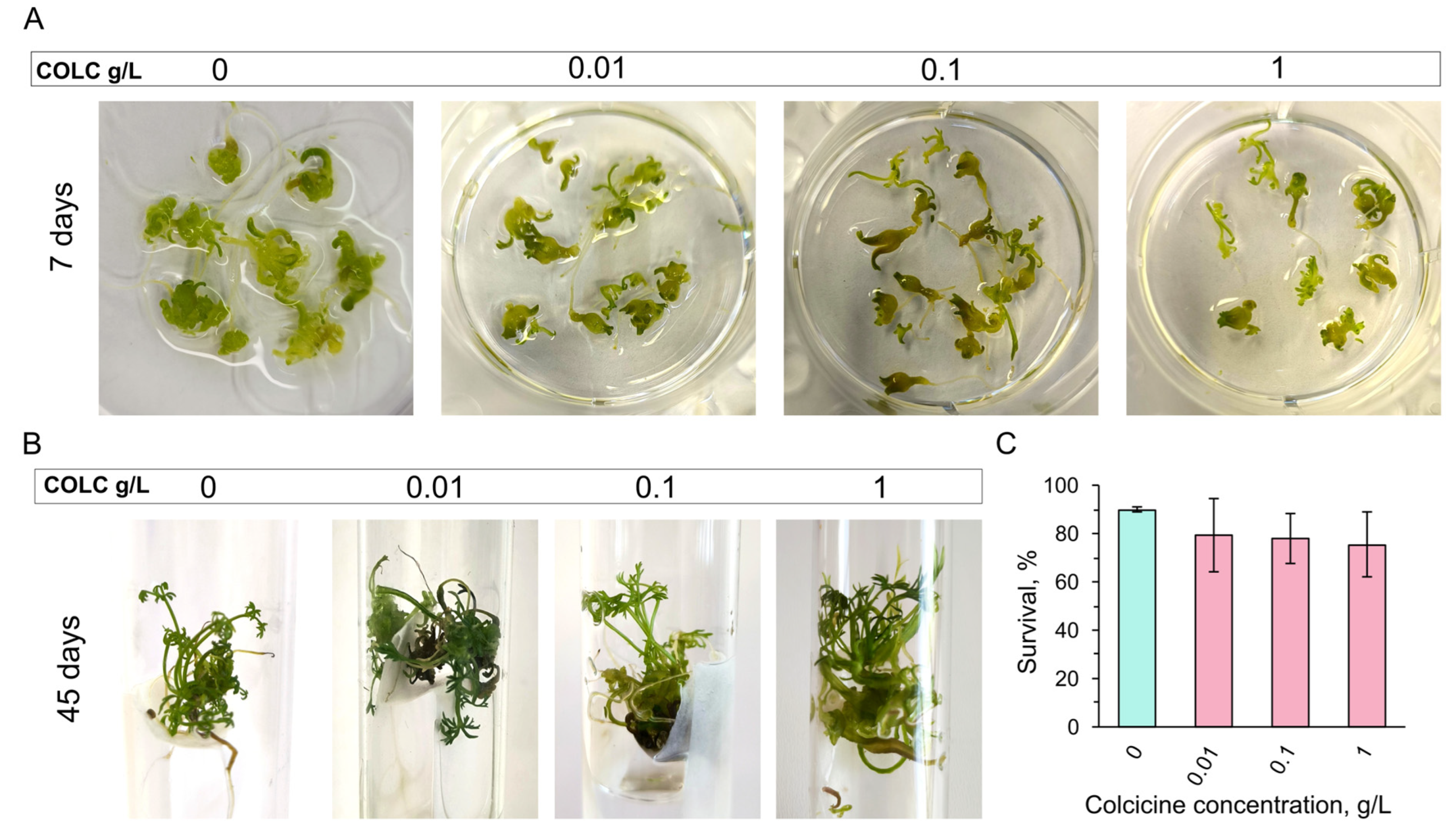 Horticulturae 11 00505 g002