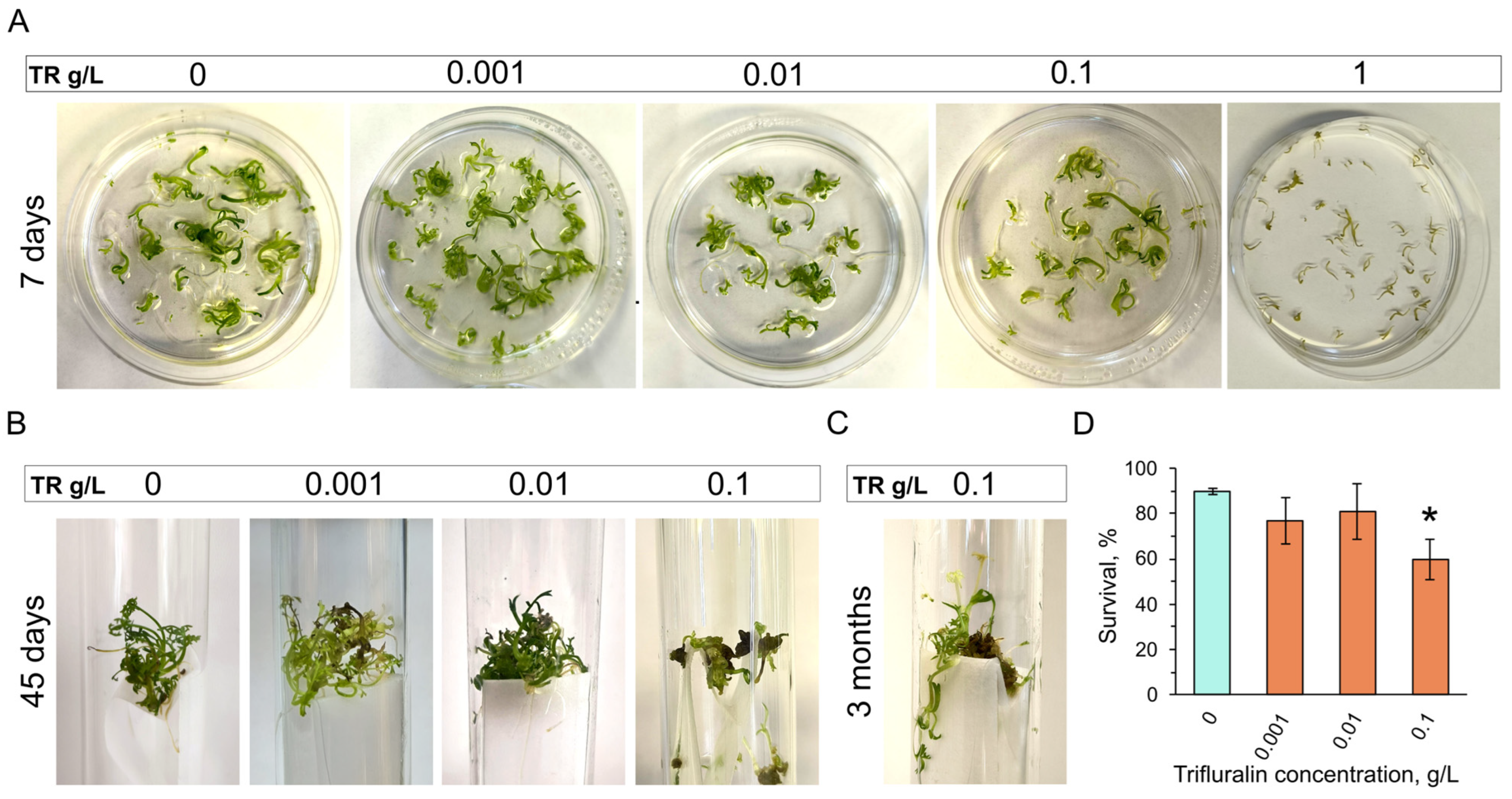Horticulturae 11 00505 g003