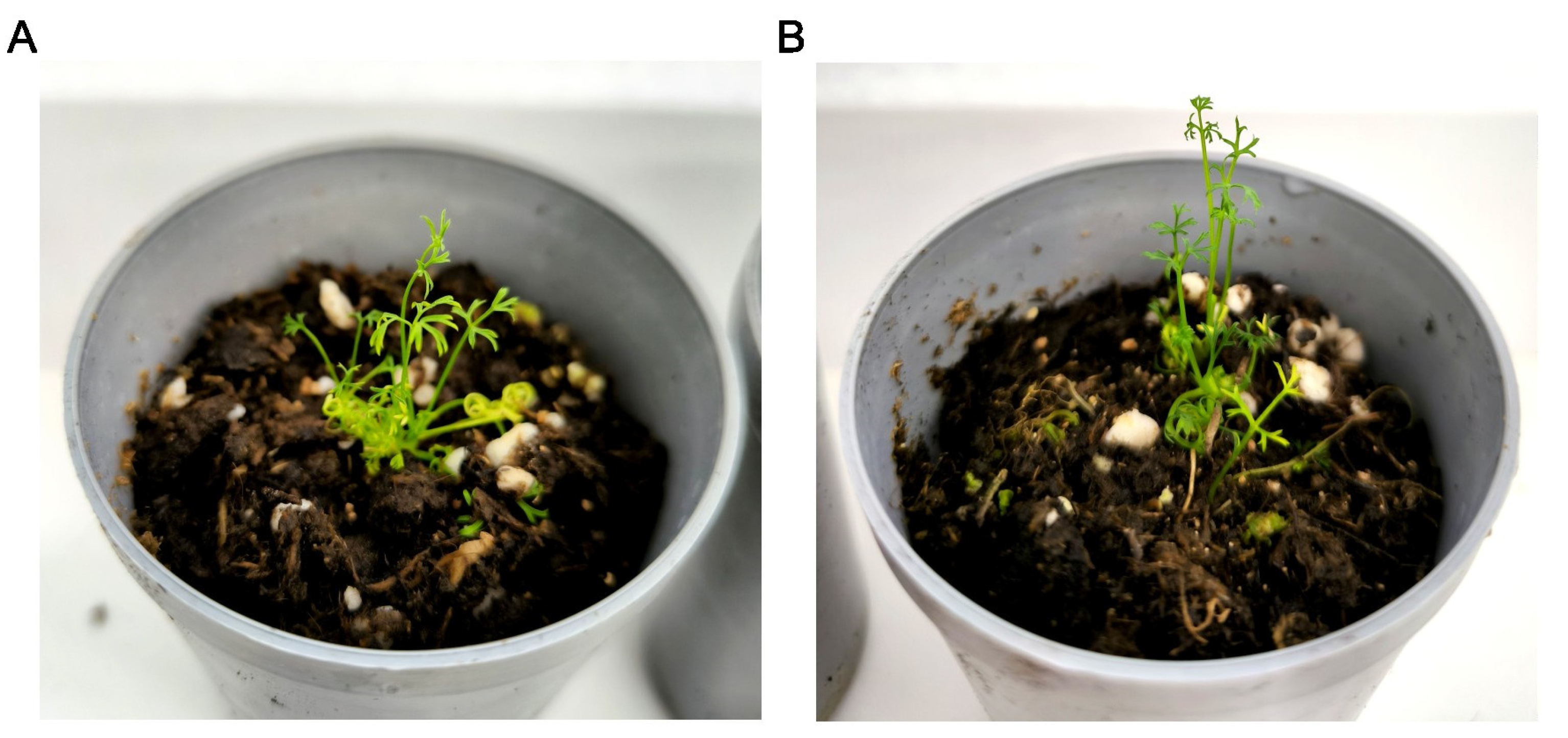 Horticulturae 11 00505 g006