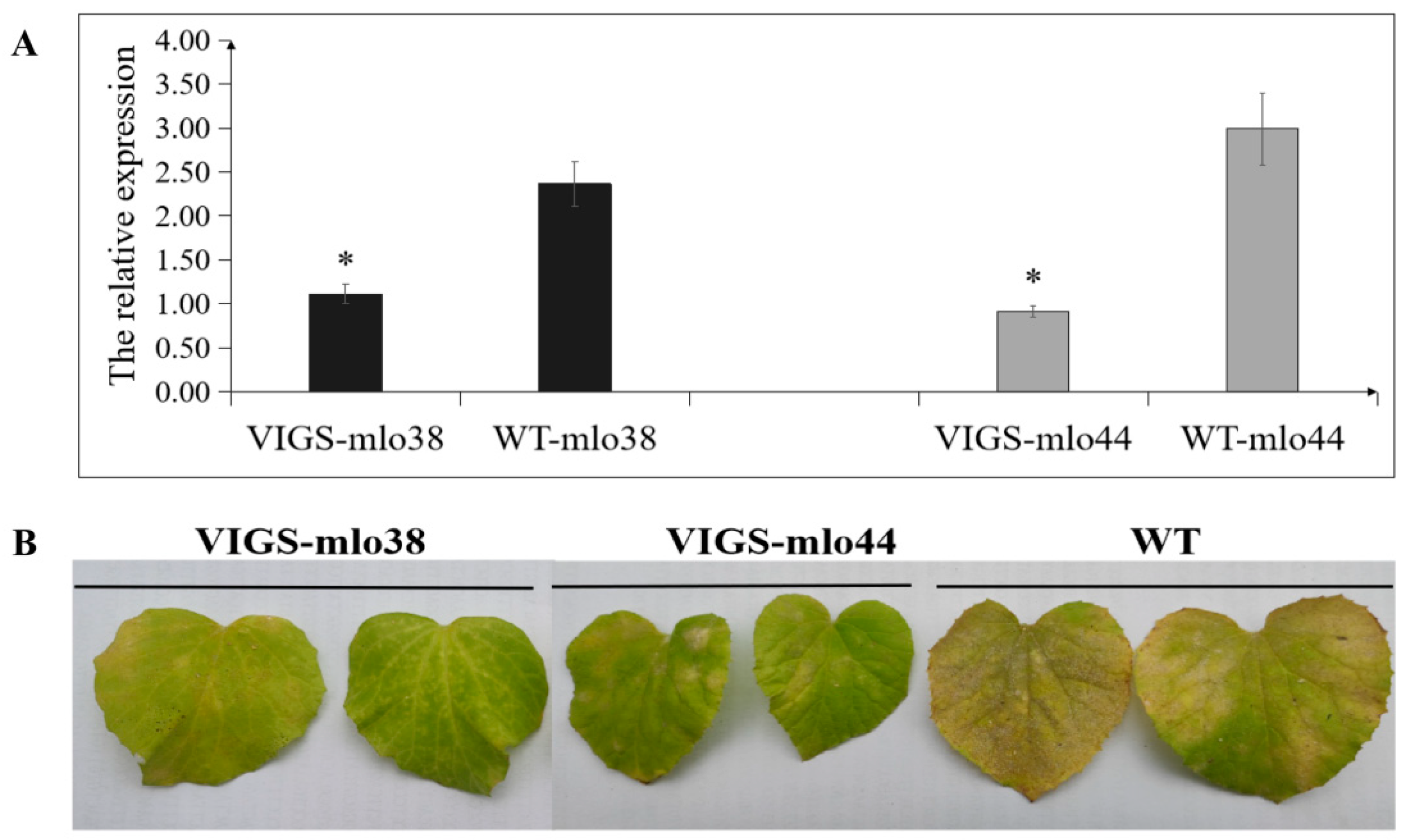 Horticulturae 11 00509 g006