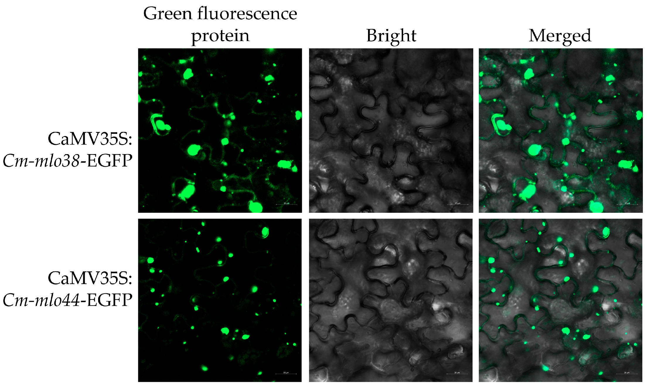 Horticulturae 11 00509 g007