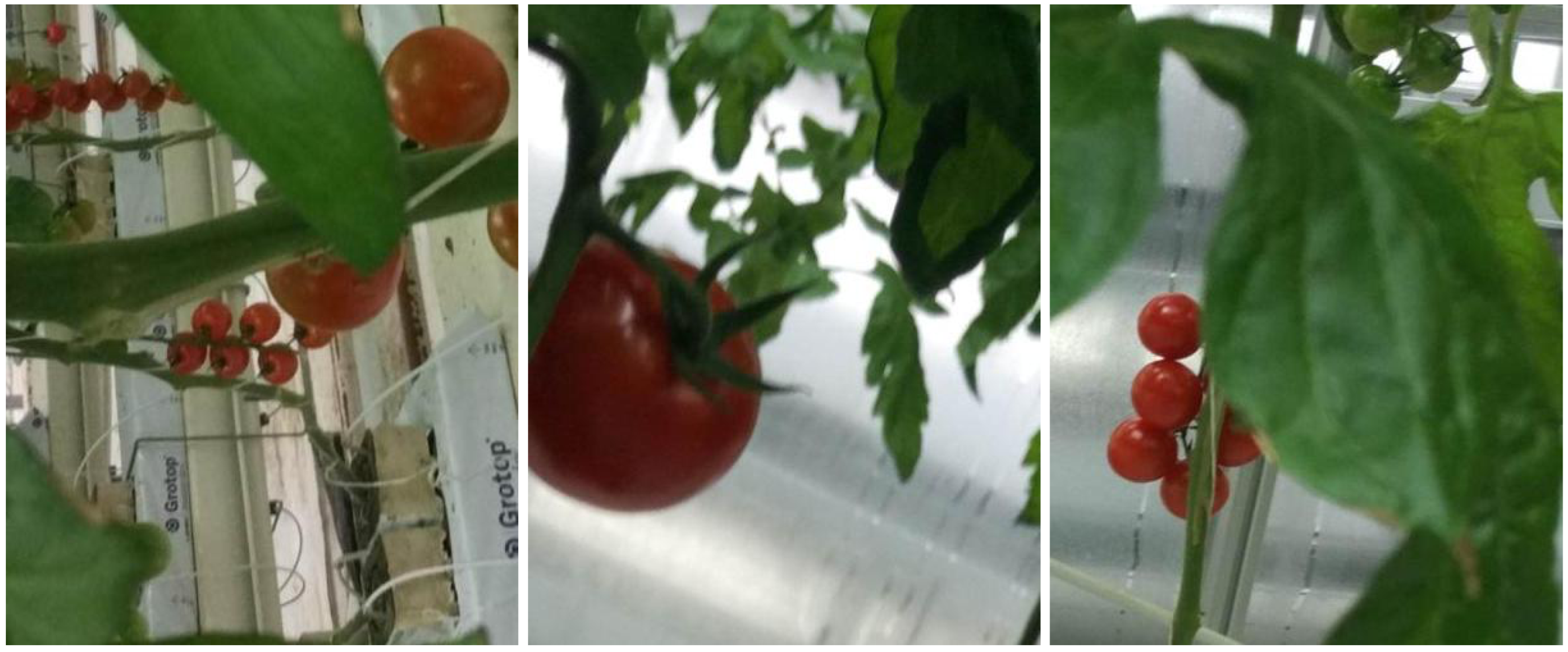 Horticulturae 11 00514 g009