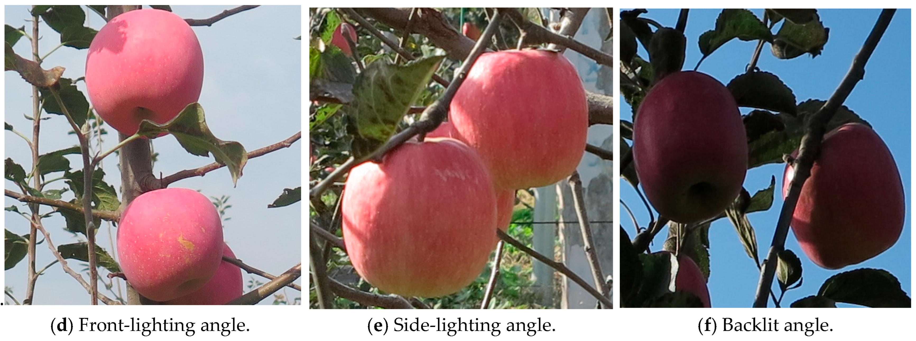 Horticulturae 11 00541 g002b