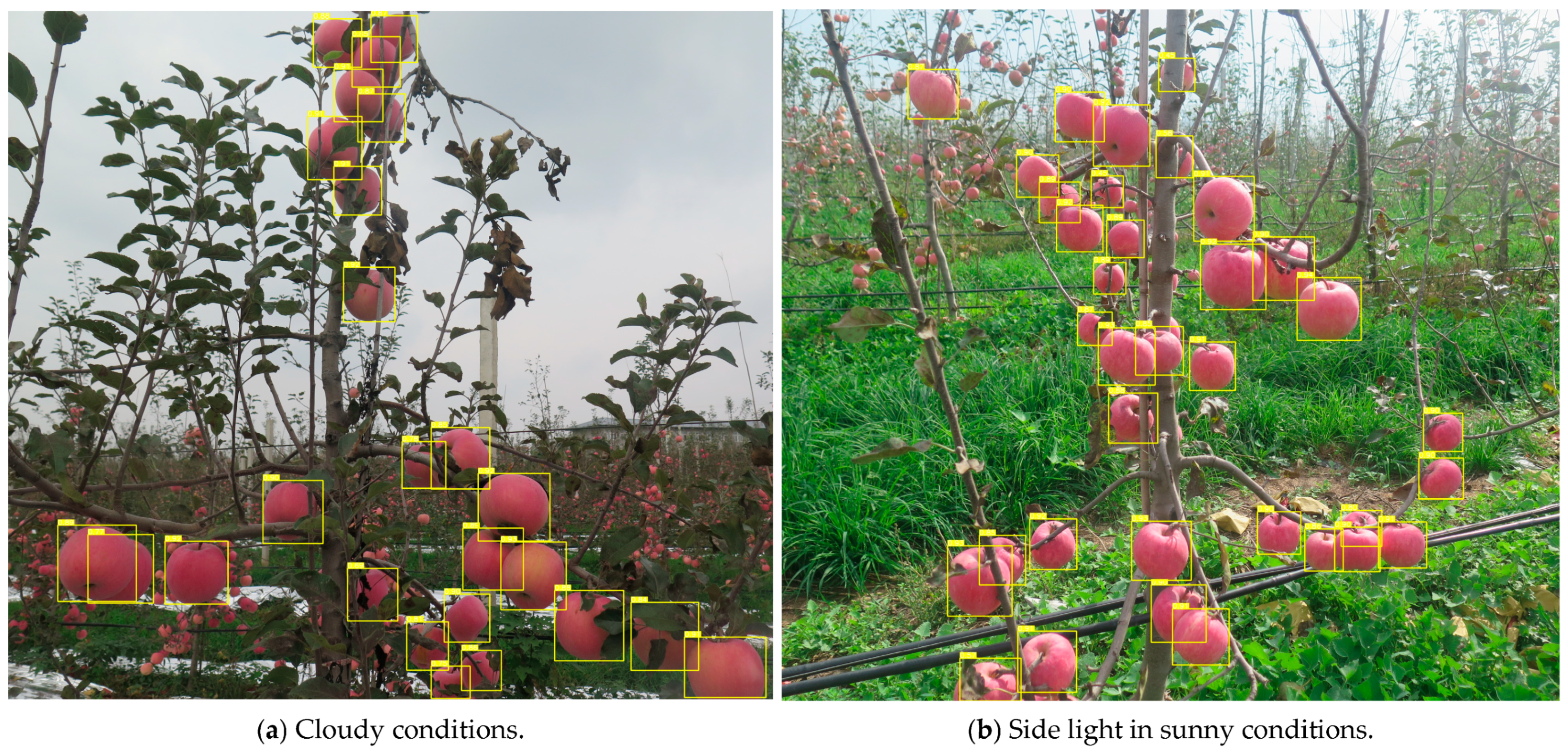 Horticulturae 11 00541 g010a