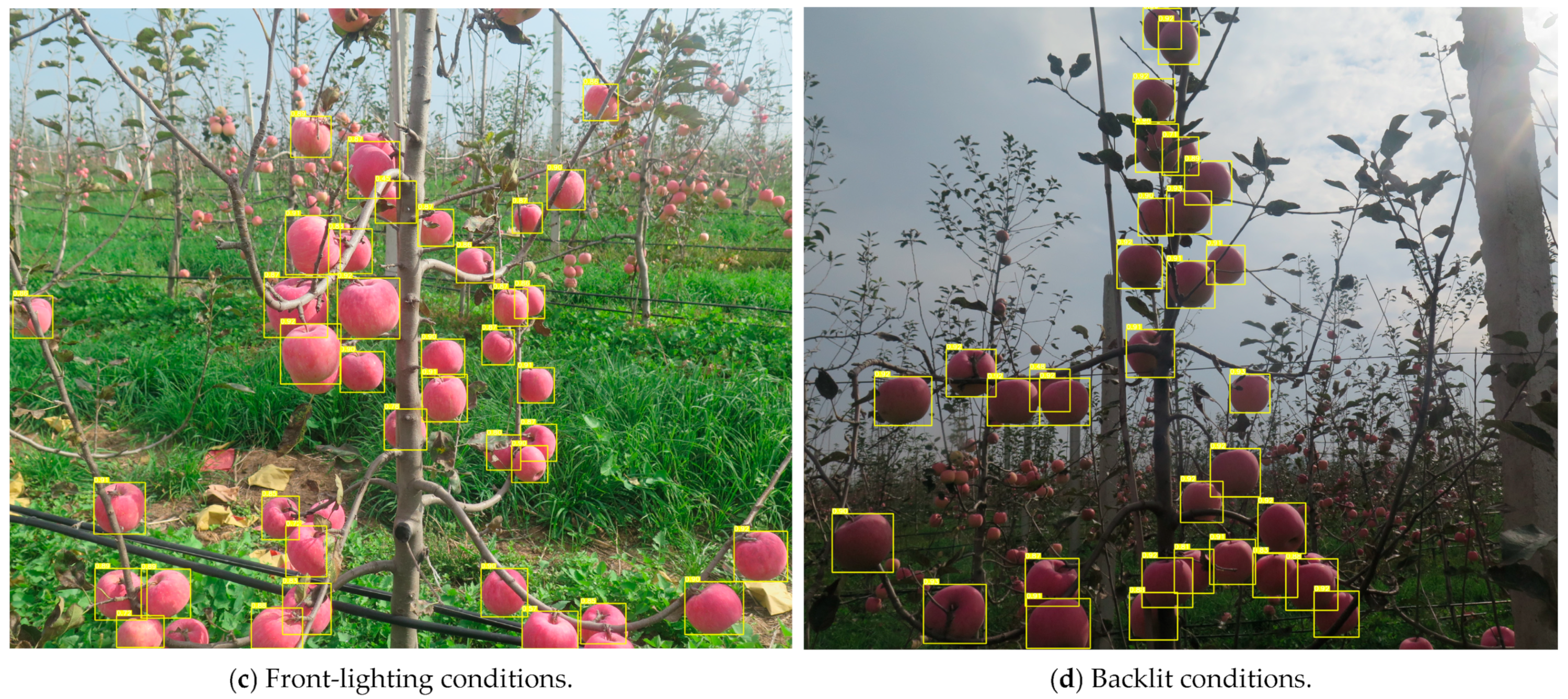 Horticulturae 11 00541 g010b