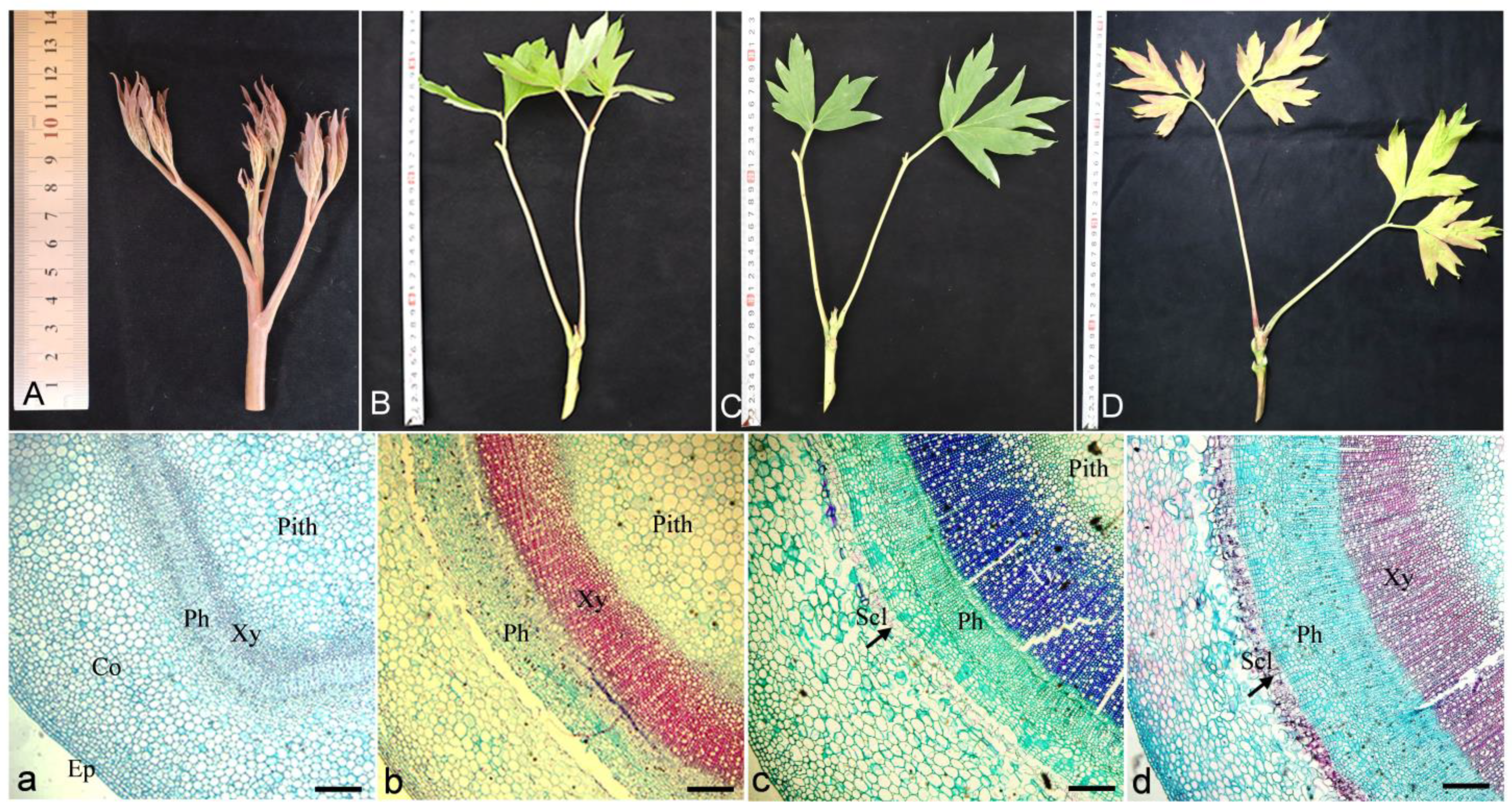 Horticulturae 11 00552 g004