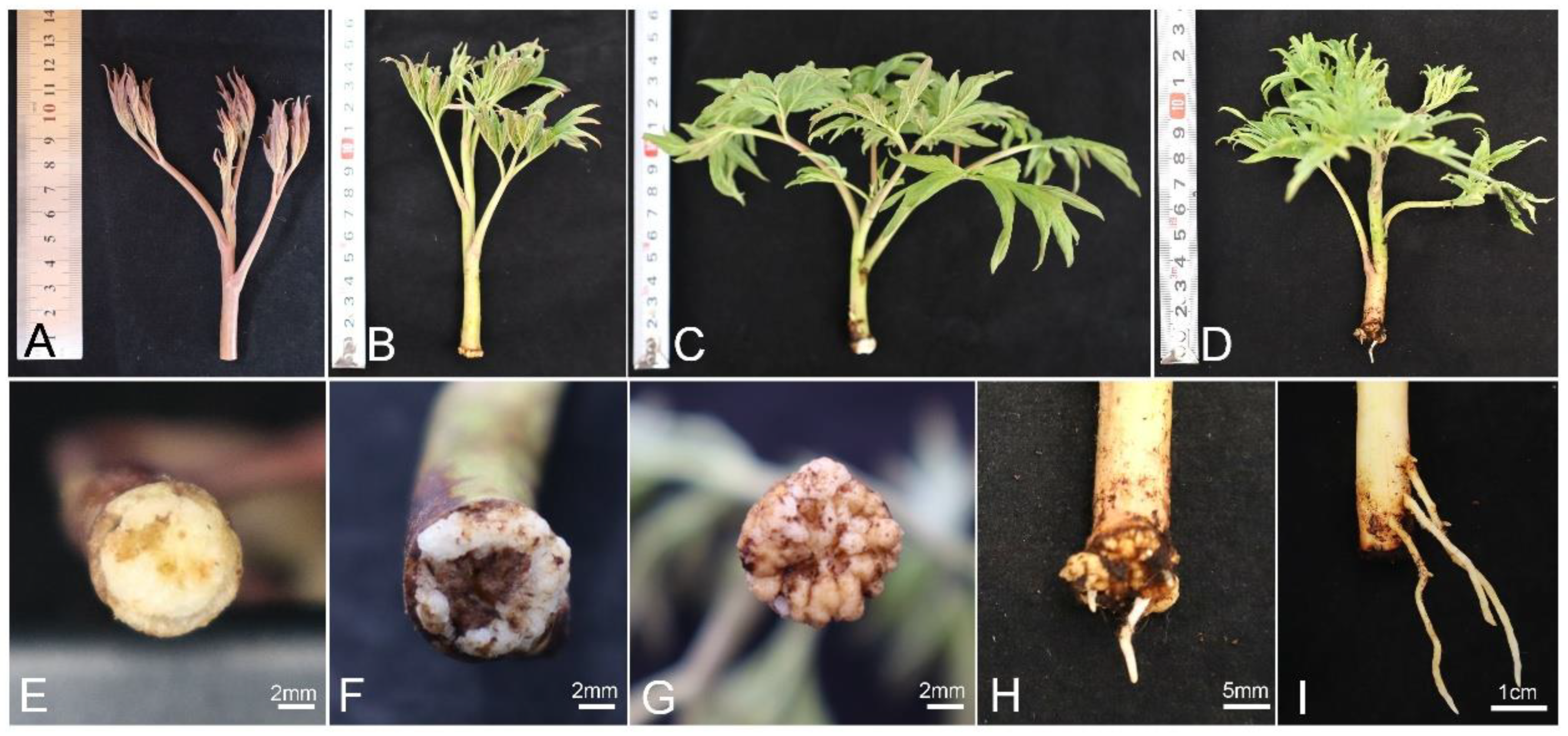 Horticulturae 11 00552 g005