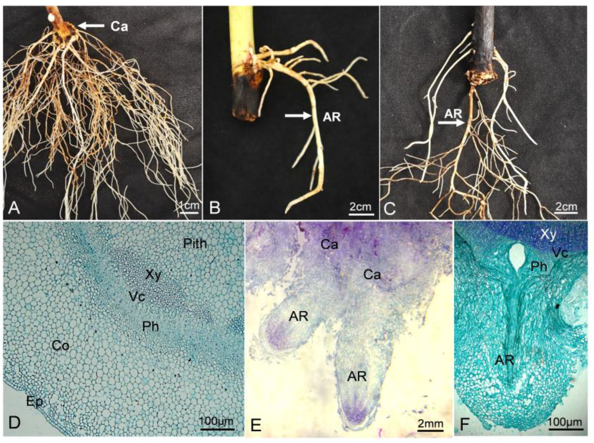 Horticulturae 11 00552 g006