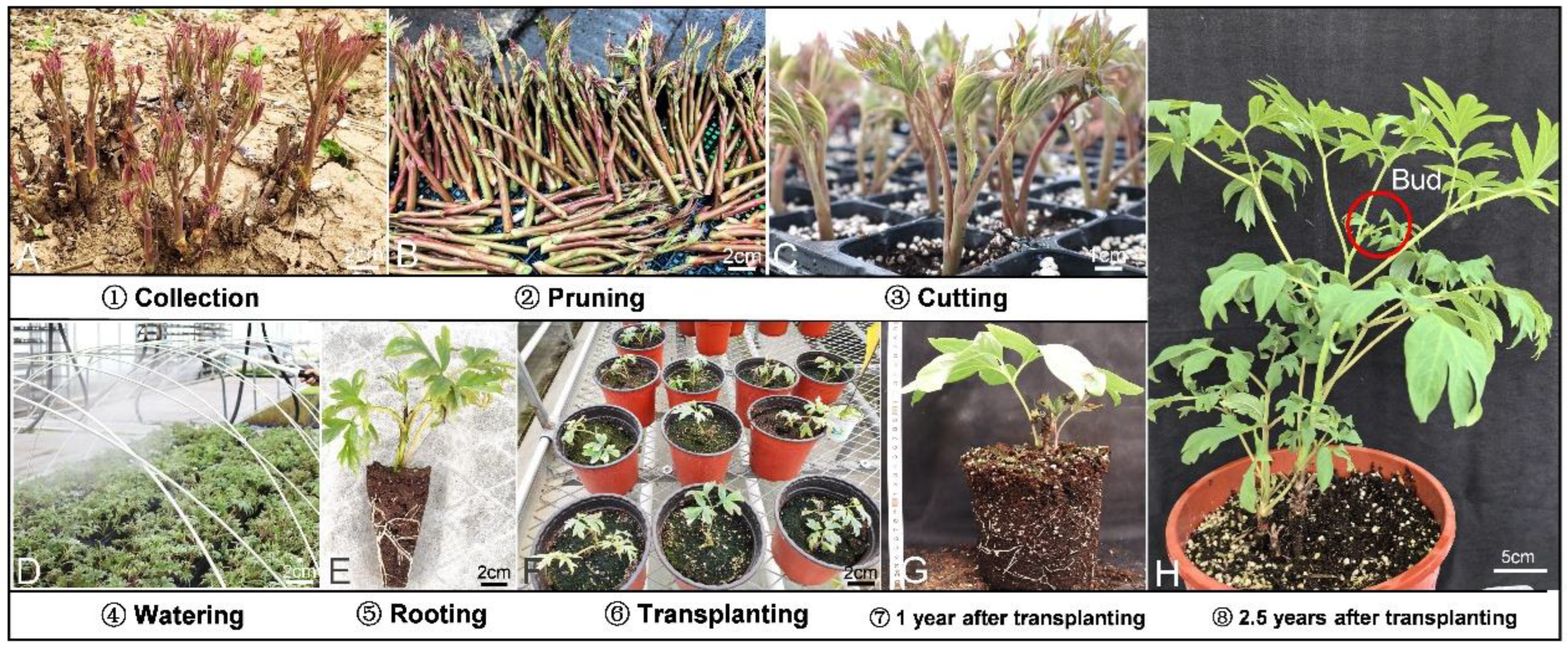 Horticulturae 11 00552 g007