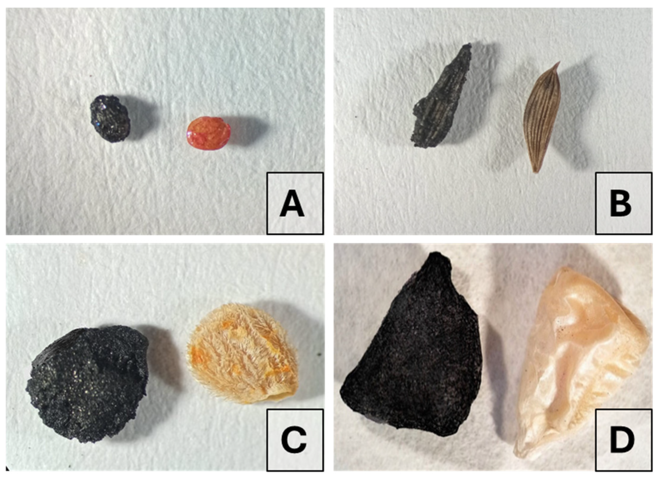 Horticulturae 11 00554 g001