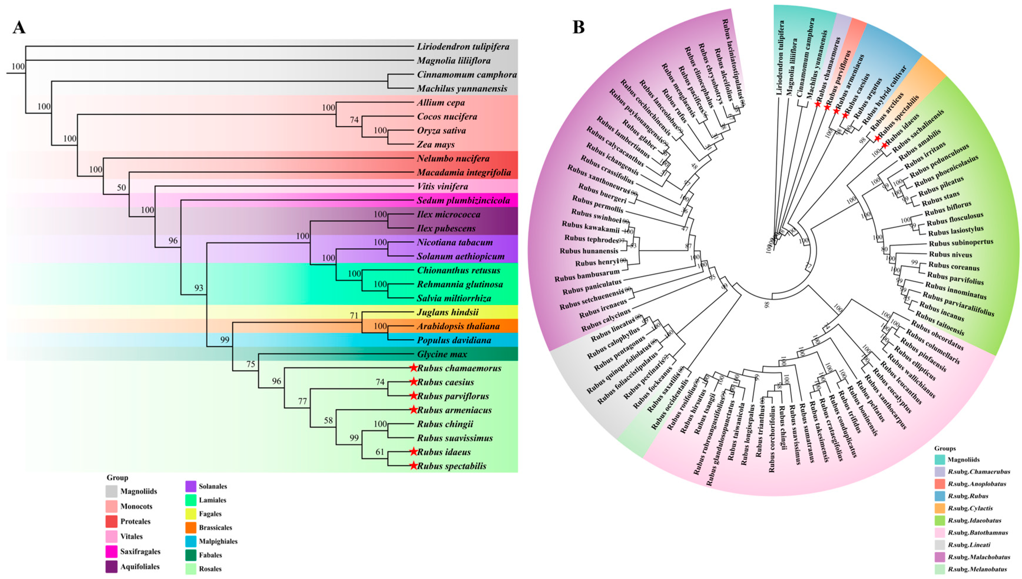 Horticulturae 11 00559 g006