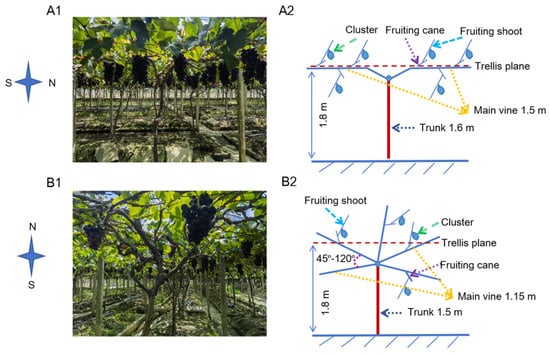 Horticulturae 11 00578 g001