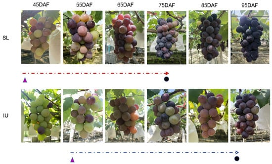 Horticulturae 11 00578 g002