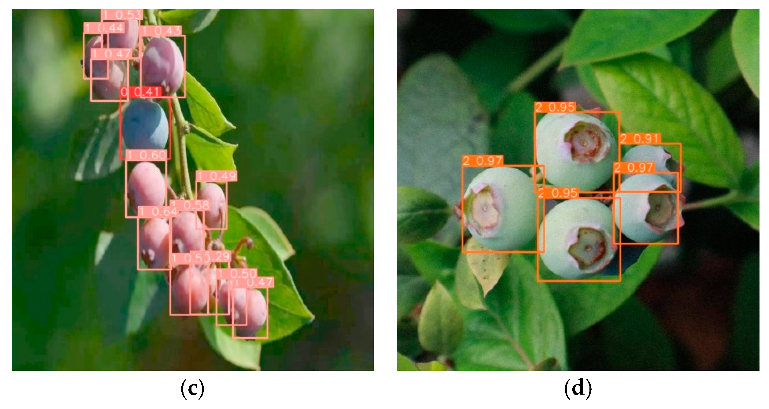 Horticulturae 11 00600 g012b