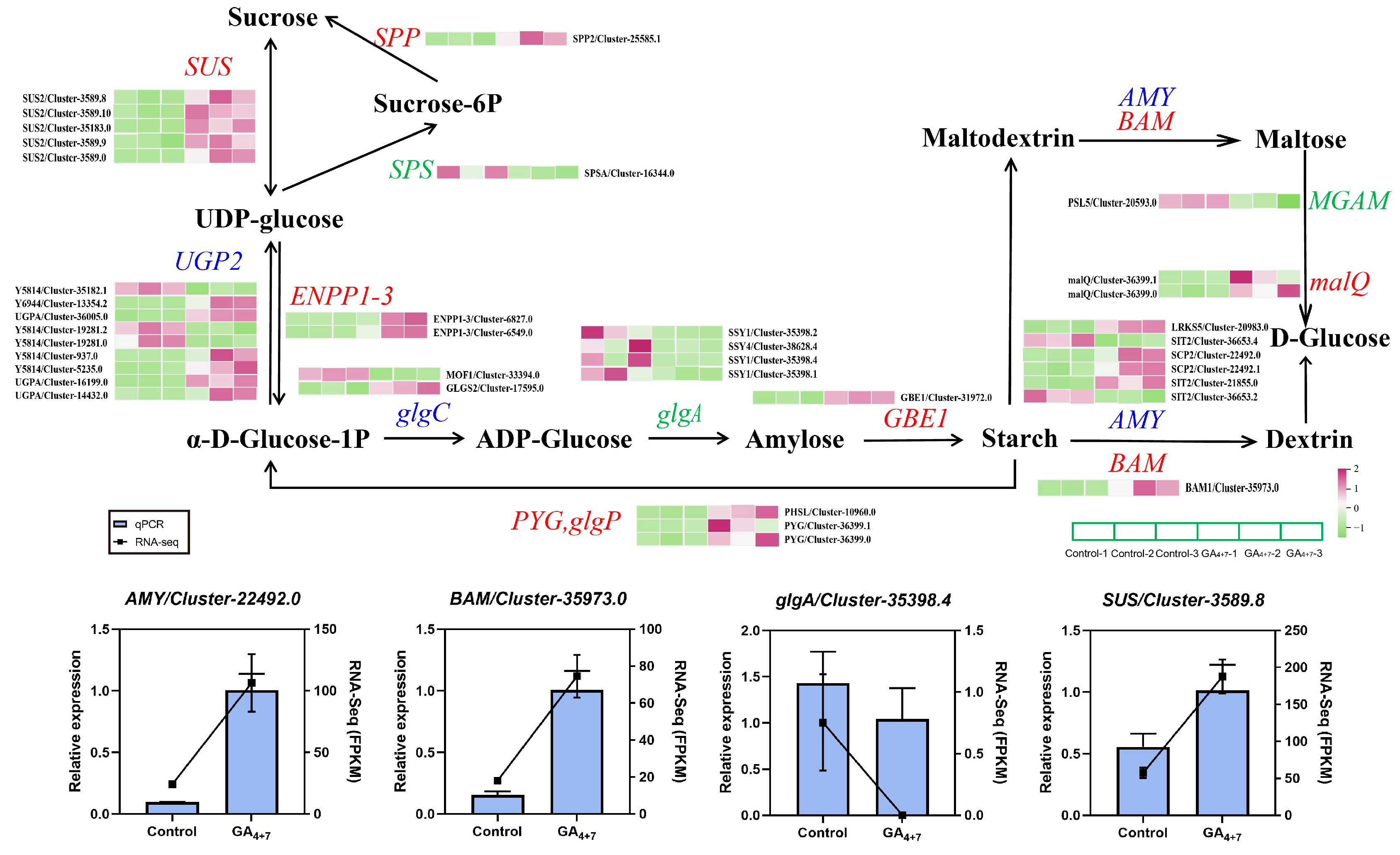 Horticulturae 11 00627 g006