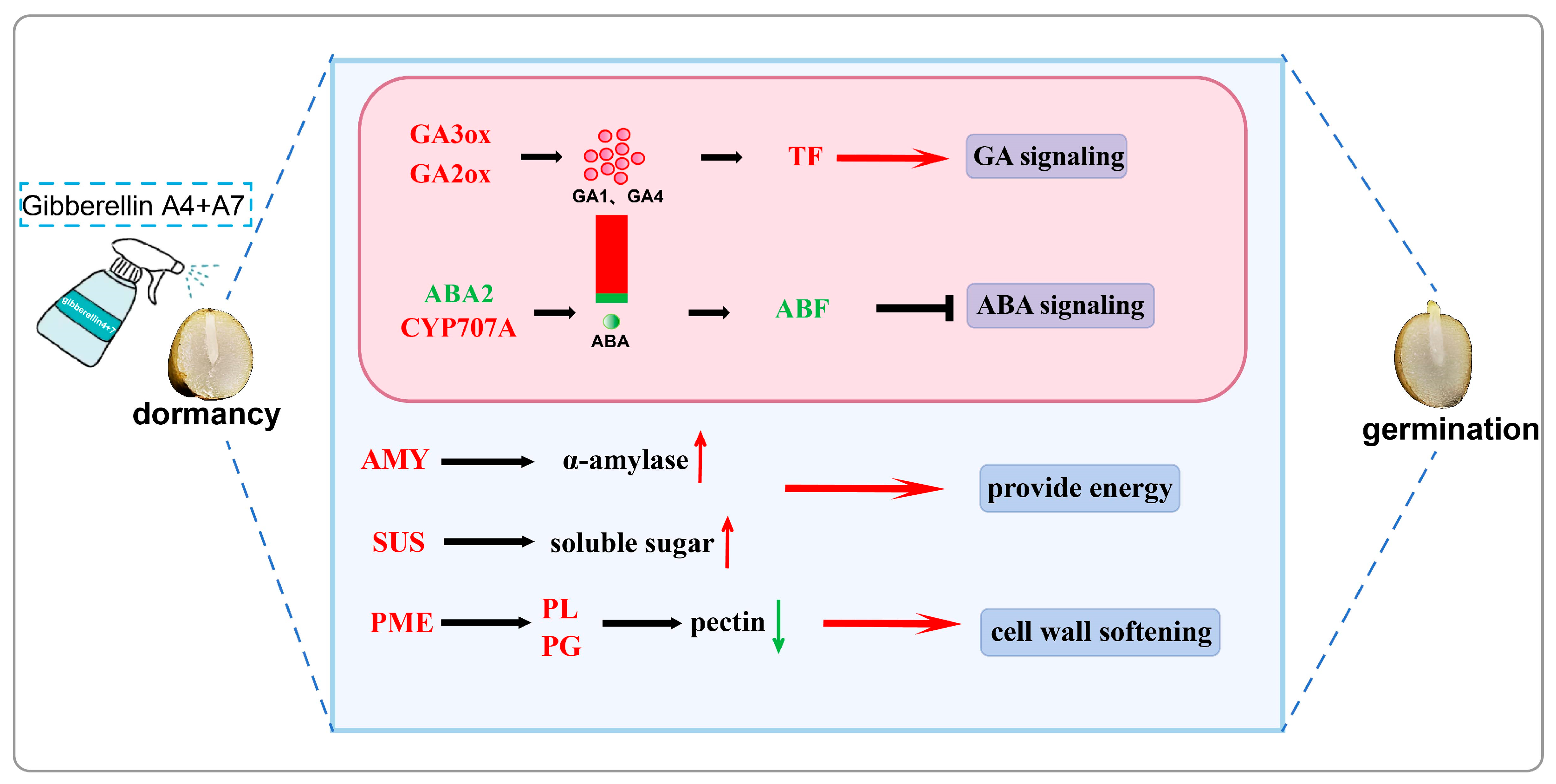 Horticulturae 11 00627 g009