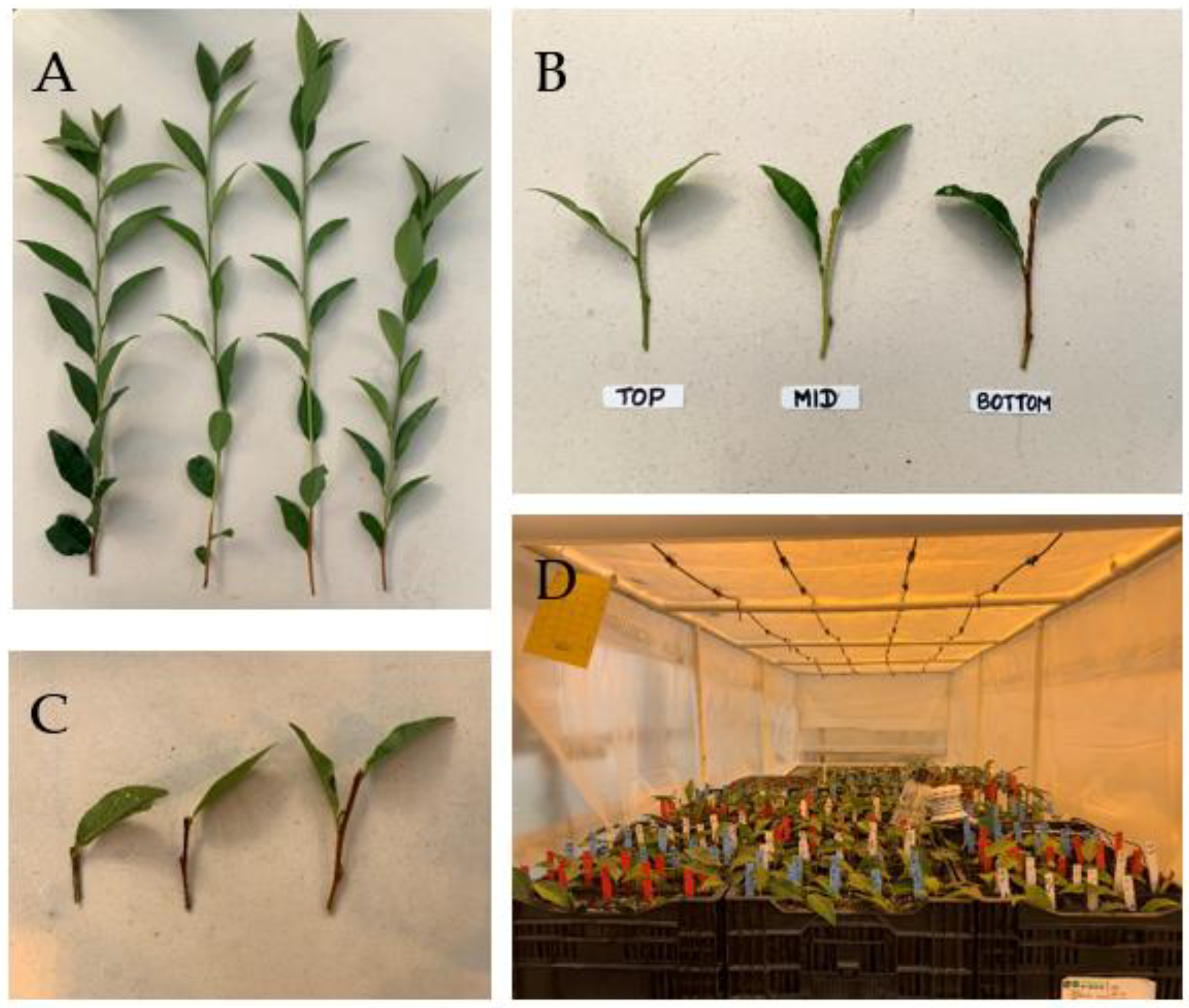 Horticulturae 11 00645 g002