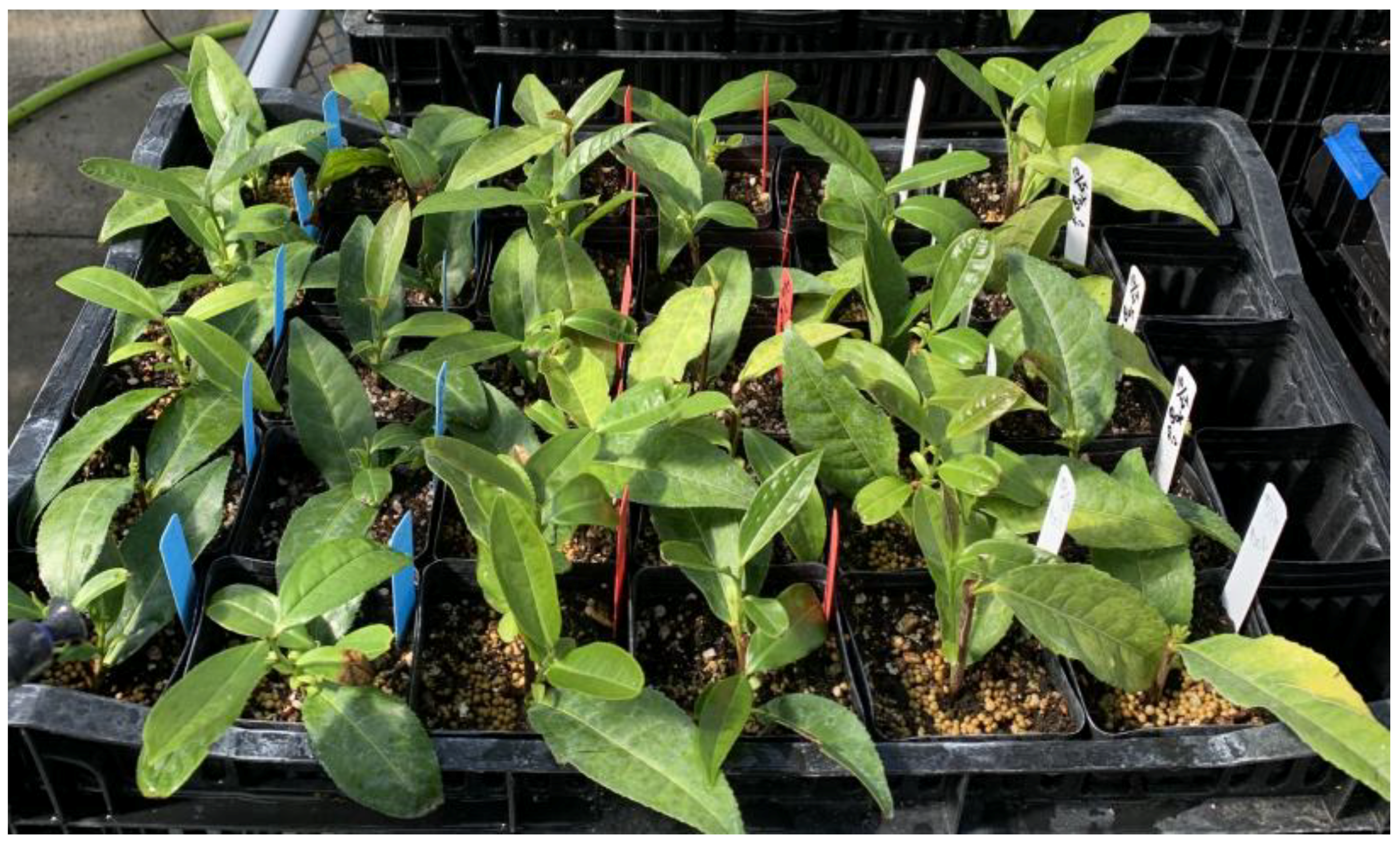 Horticulturae 11 00645 g007