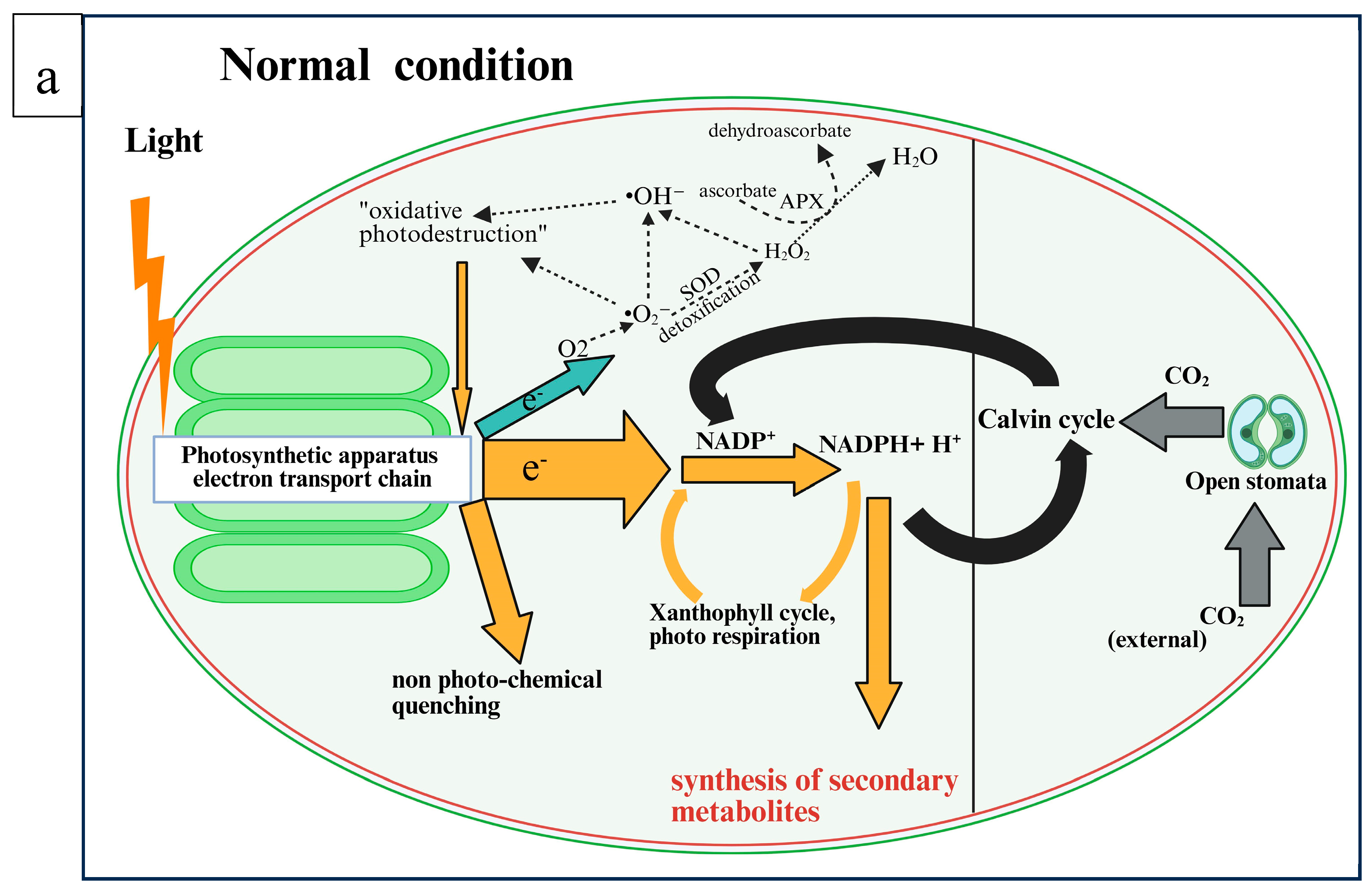 Horticulturae 11 00646 g002a Horticulturae 11 00646 g002a