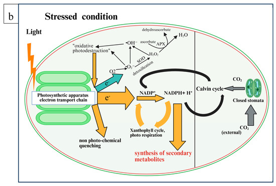 Horticulturae 11 00646 g002b