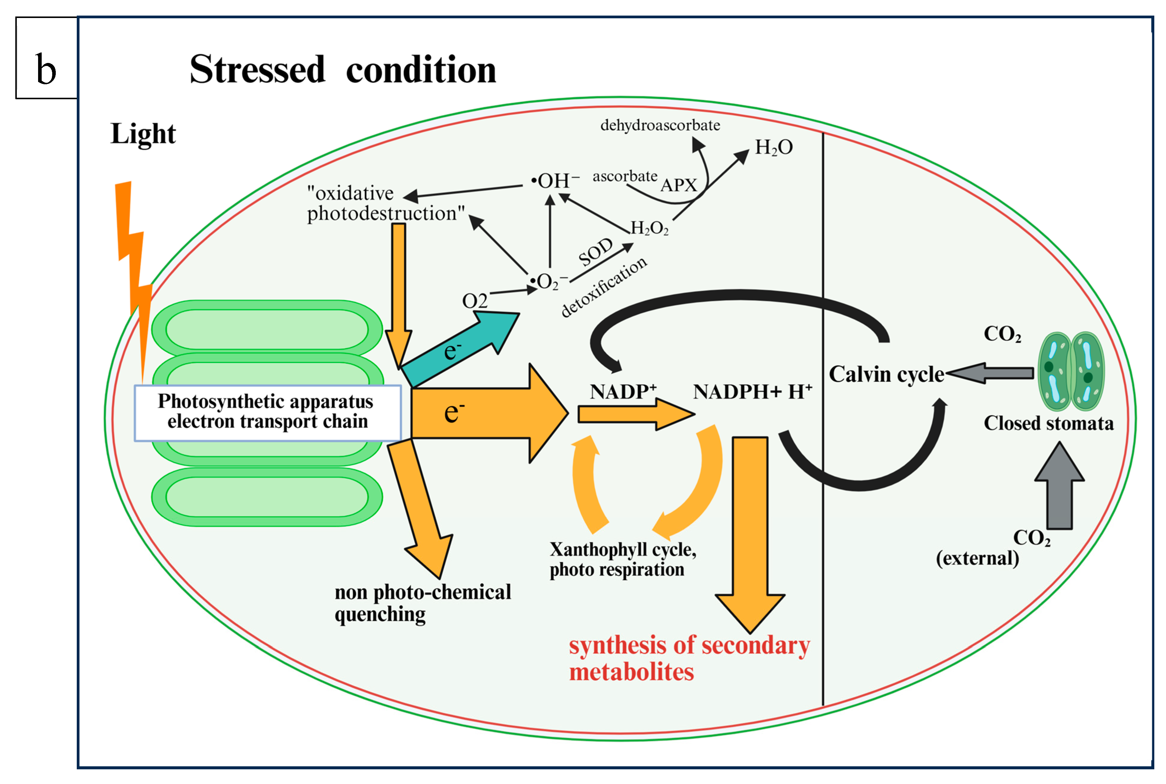 Horticulturae 11 00646 g002b Horticulturae 11 00646 g002b