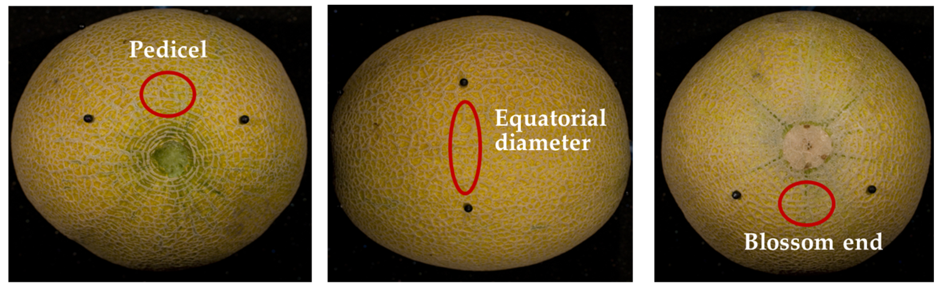 Horticulturae 11 00658 g001