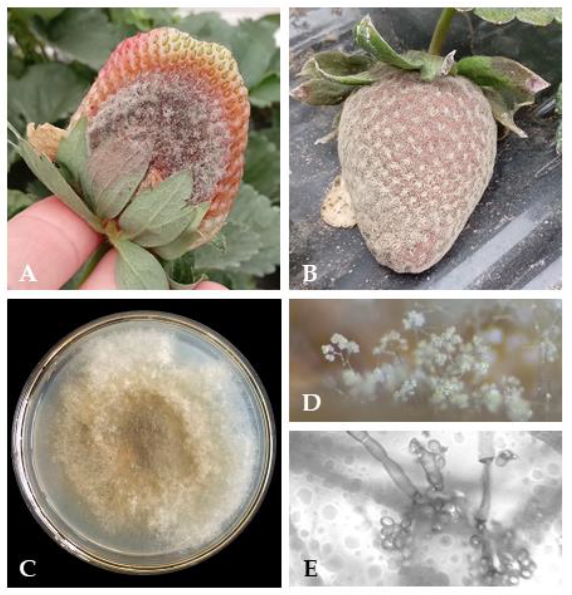 Horticulturae 11 00690 g001