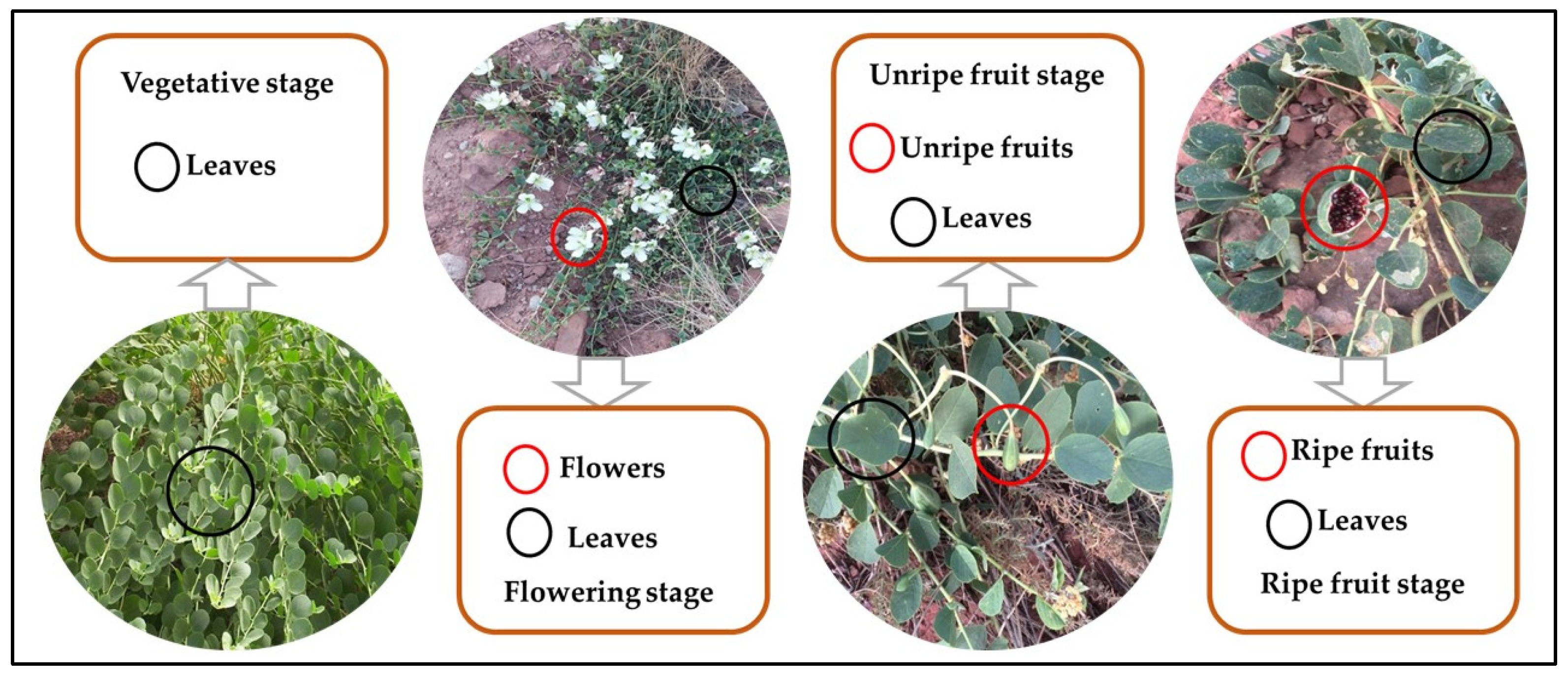 Horticulturae 11 00702 g001